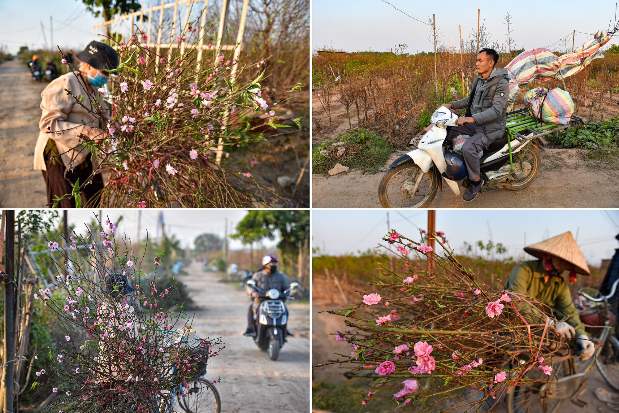 Nhiều chủ vườn đào thời gian này đã đi cắt những cành đào để mang ra chợ bán.