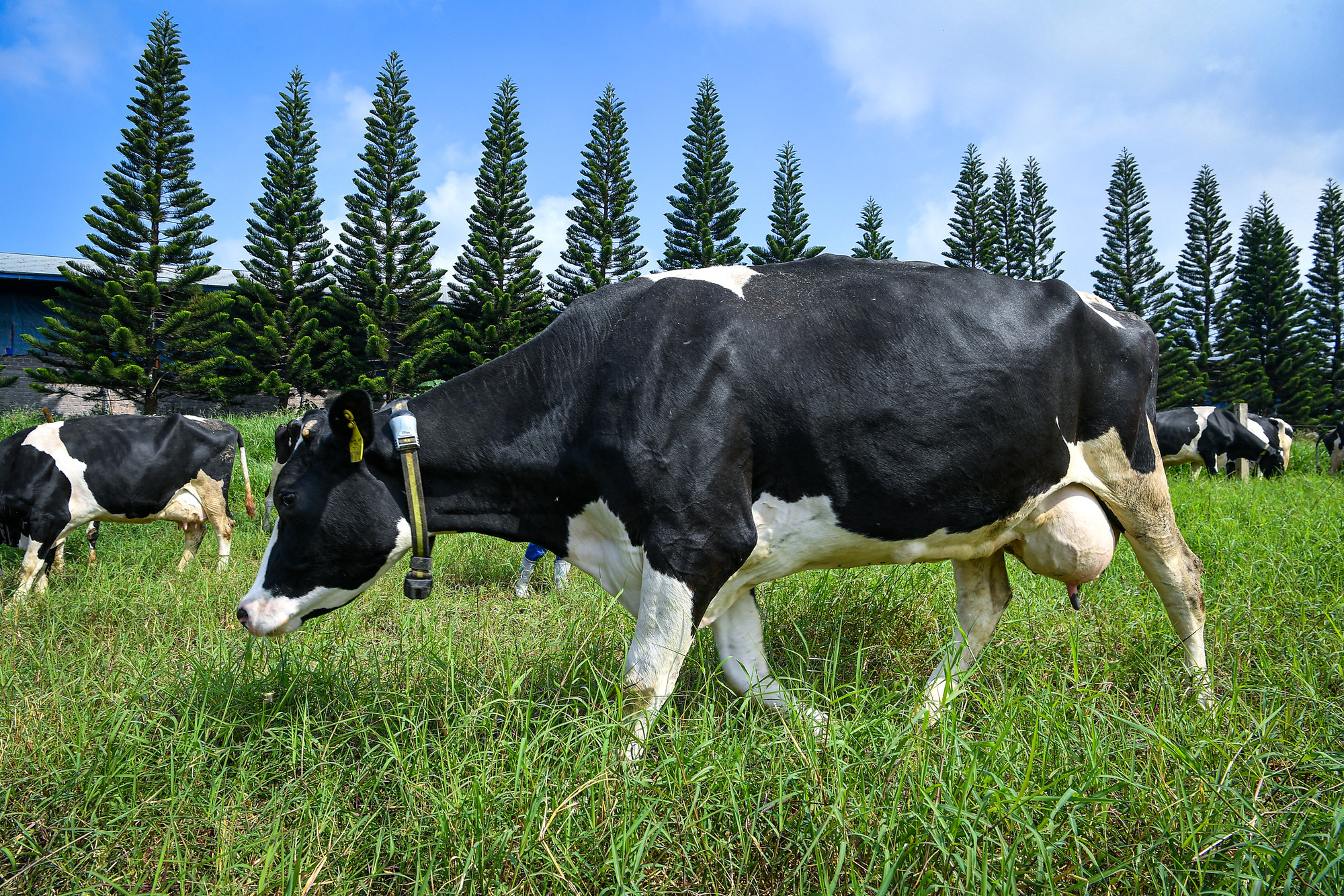 Nằm ở độ cao trung bình 1.050 m so với mực nước biển, cao nguyên Mộc Châu mang đặc trưng của khí hậu cận ôn đới, đất đai màu mỡ phì nhiêu, thuận lợi cho phát triển chăn nuôi bò sữa.