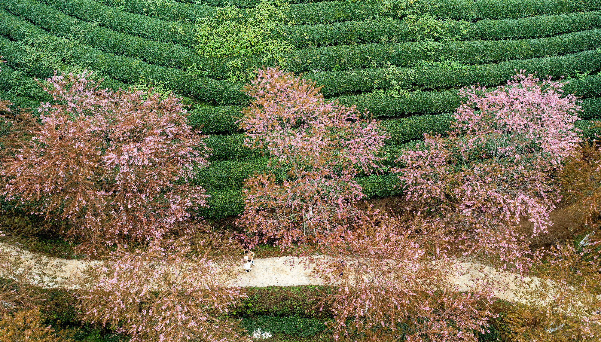 [Ảnh] Vẻ đẹp mai anh đào lẩn khuất trong mây ở đồi chè Ô Long ảnh 6