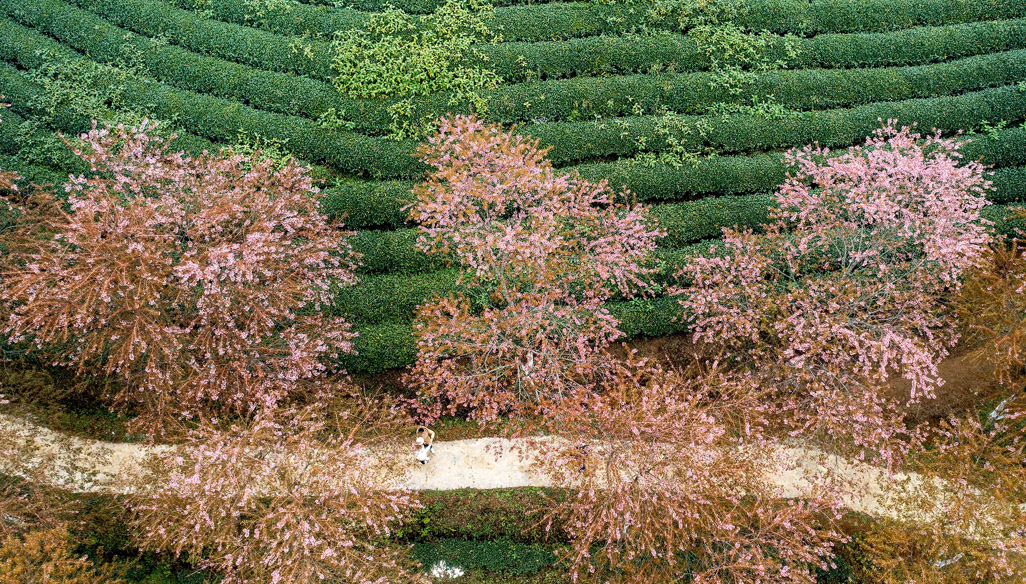 [Ảnh] Vẻ đẹp mai anh đào lẩn khuất trong mây ở đồi chè Ô Long ảnh 6