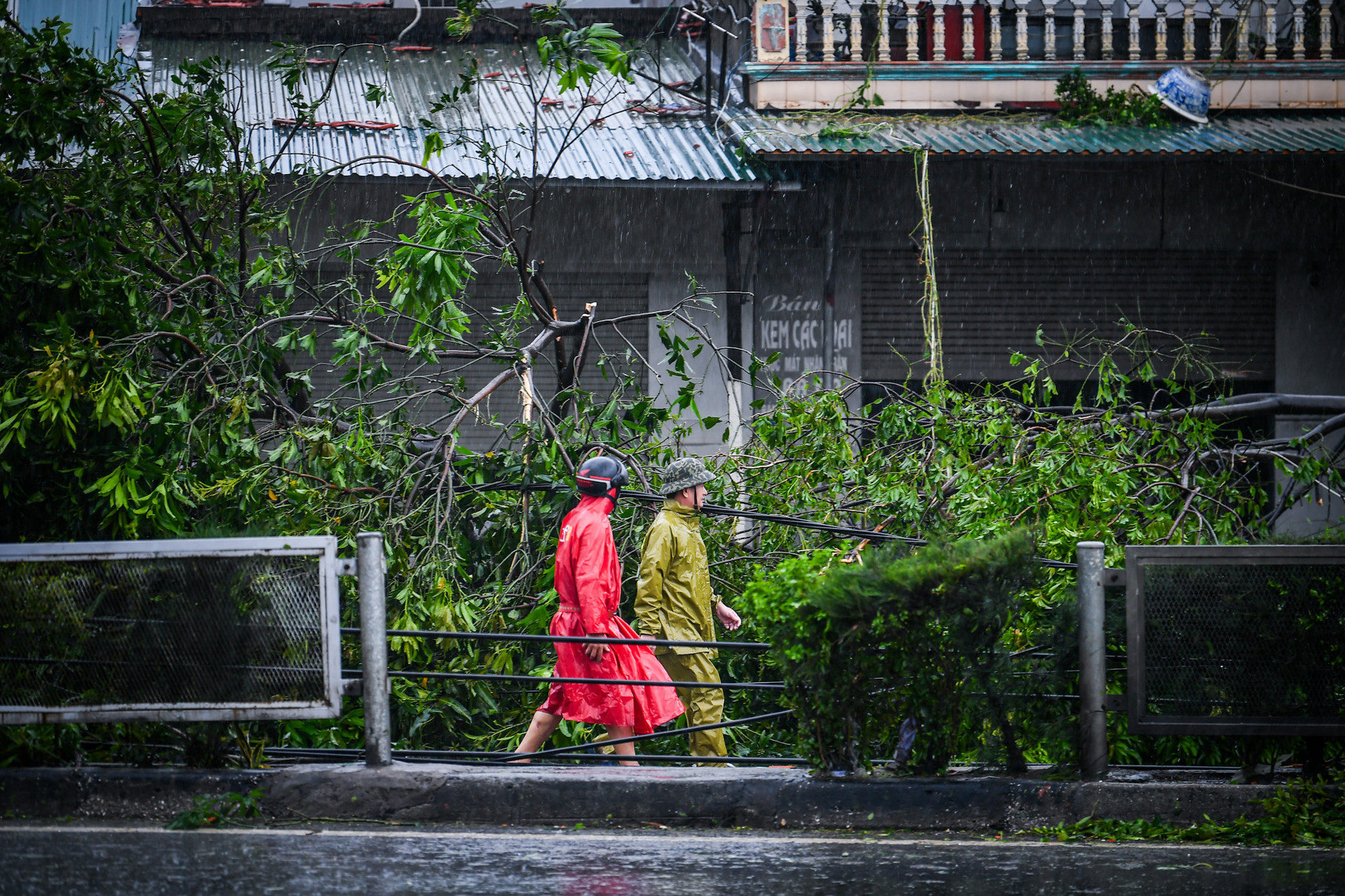 Bão biến Quốc lộ thành... rừng với hàng trăm cây bị quật đổ...