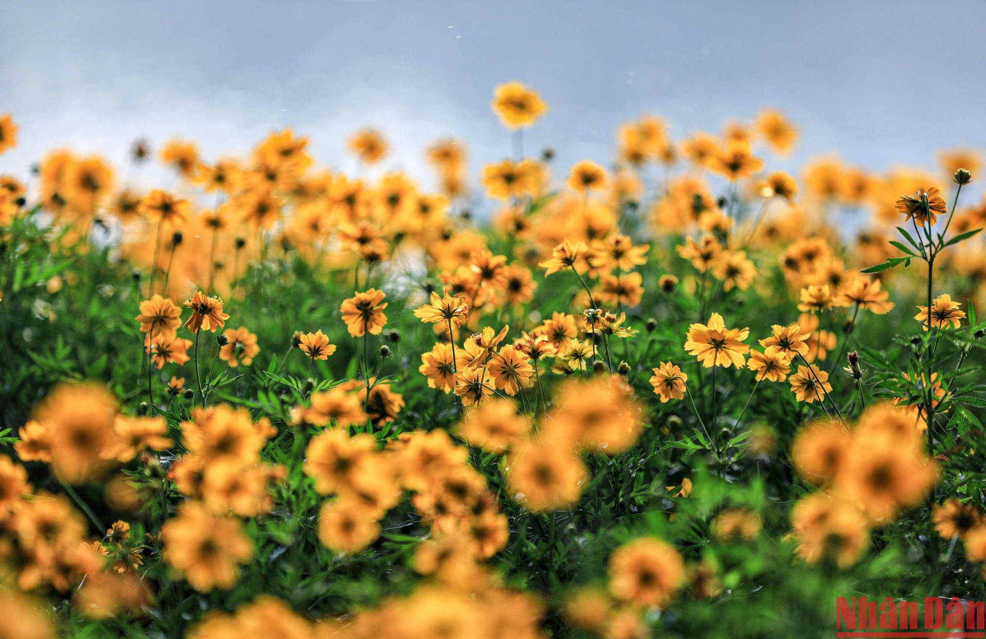 Những đóa hoa khoe sắc ven hồ Gươm. (Ảnh: THÀNH ĐẠT)