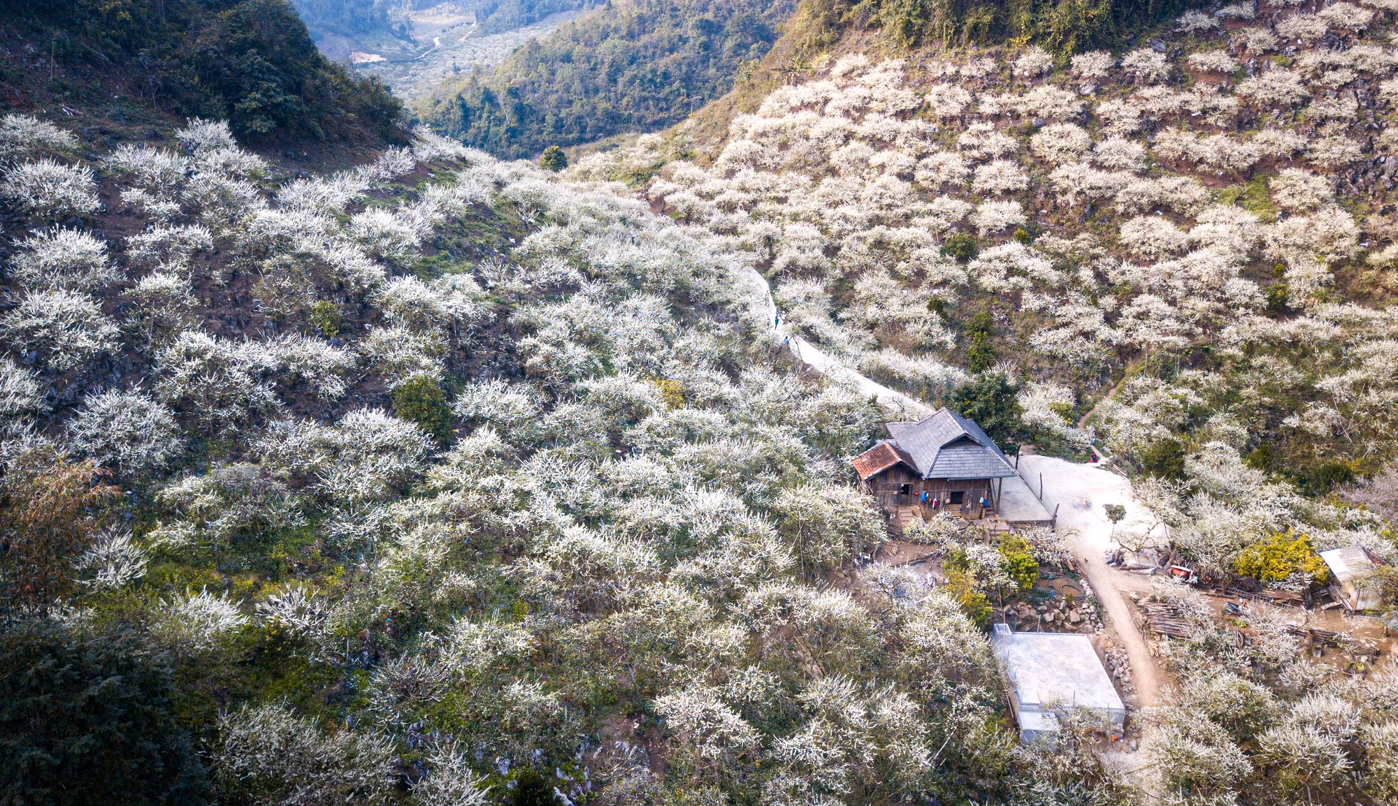 [Ảnh] Vẻ đẹp thung lũng mận Mu Náu nở trắng xoá như "tuyết"