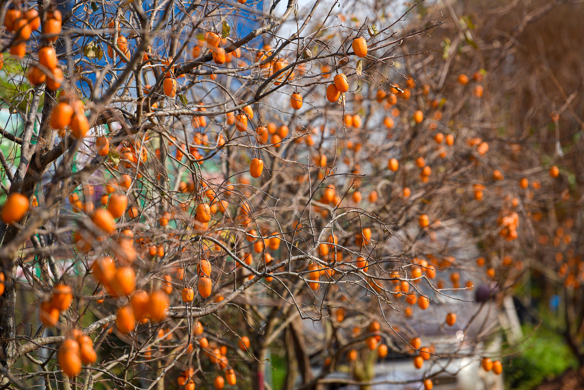 Mùa hồng chín ở Mộc Châu (Sơn La) thường rơi vào khoảng tháng 9 đến tháng 12, nhưng đẹp nhất là vào dịp trung tuần tháng 11, đầu tháng 12, khi tiết trời bắt đầu trở lạnh.