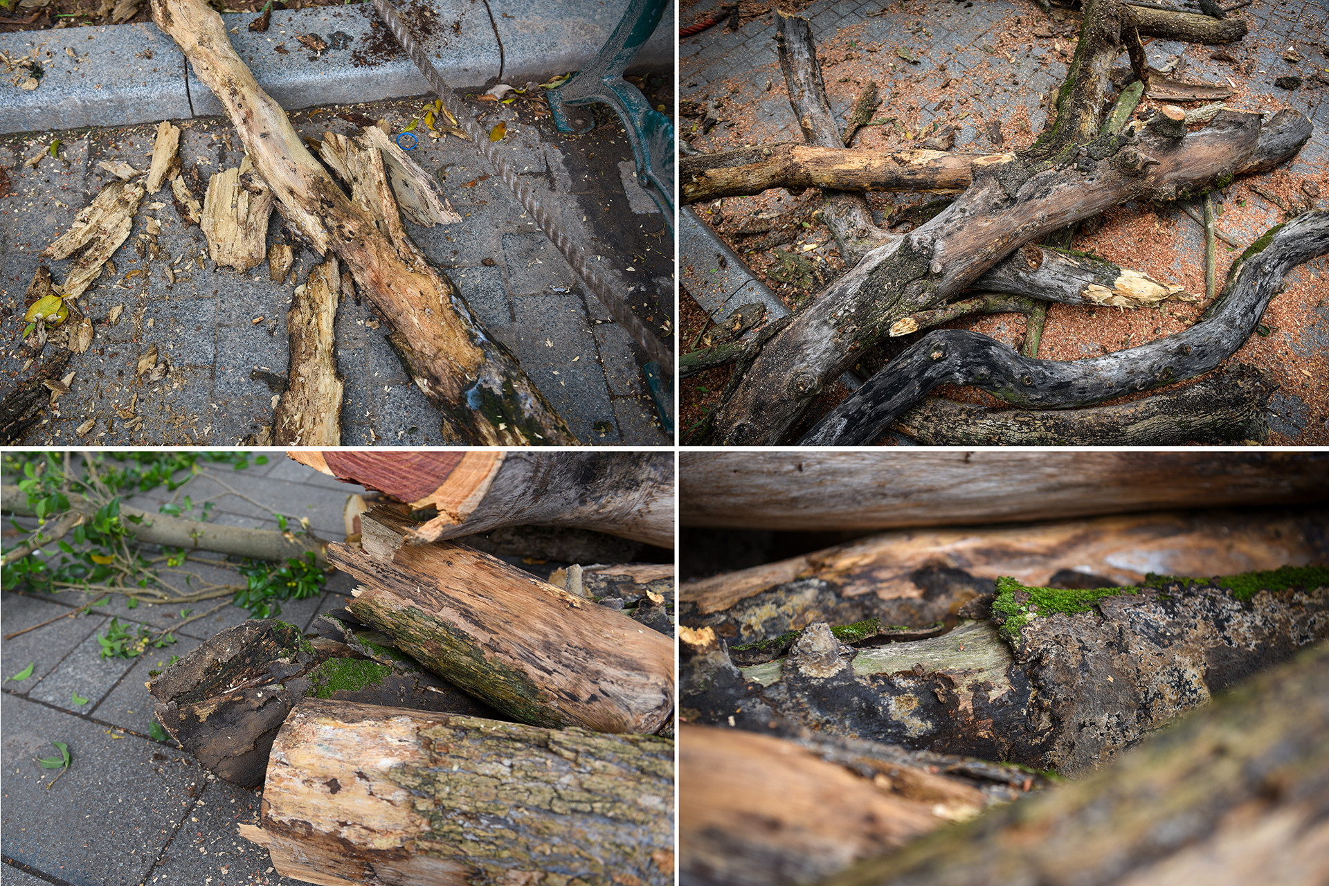 Những dấu hiệu cho thấy cành nhỏ của cây sưa đã bị mục nát, chết khô.