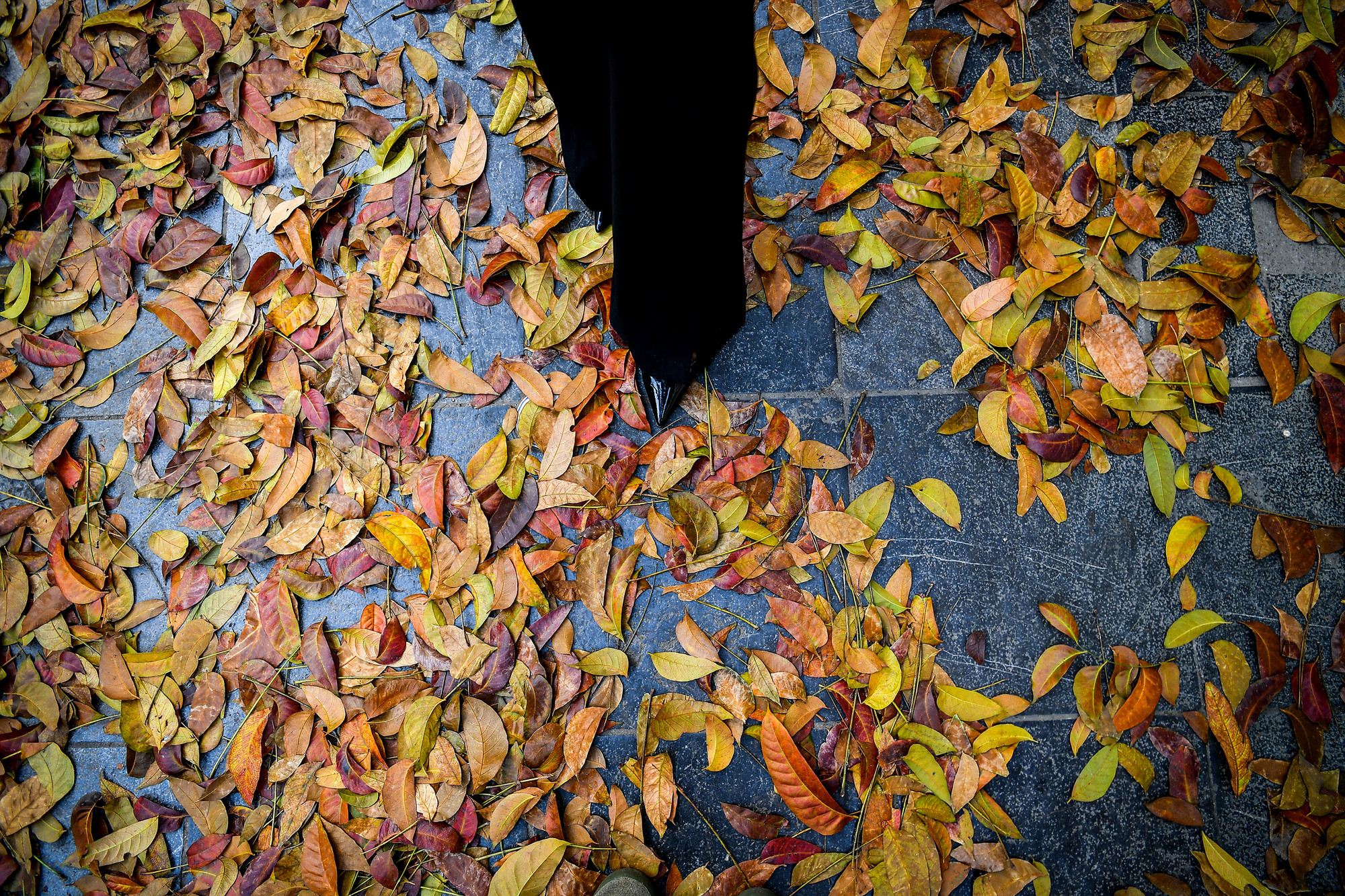 [Ảnh] "Con đường lá vàng" tuyệt đẹp bên ngoài tòa soạn Báo Nhân Dân ảnh 7