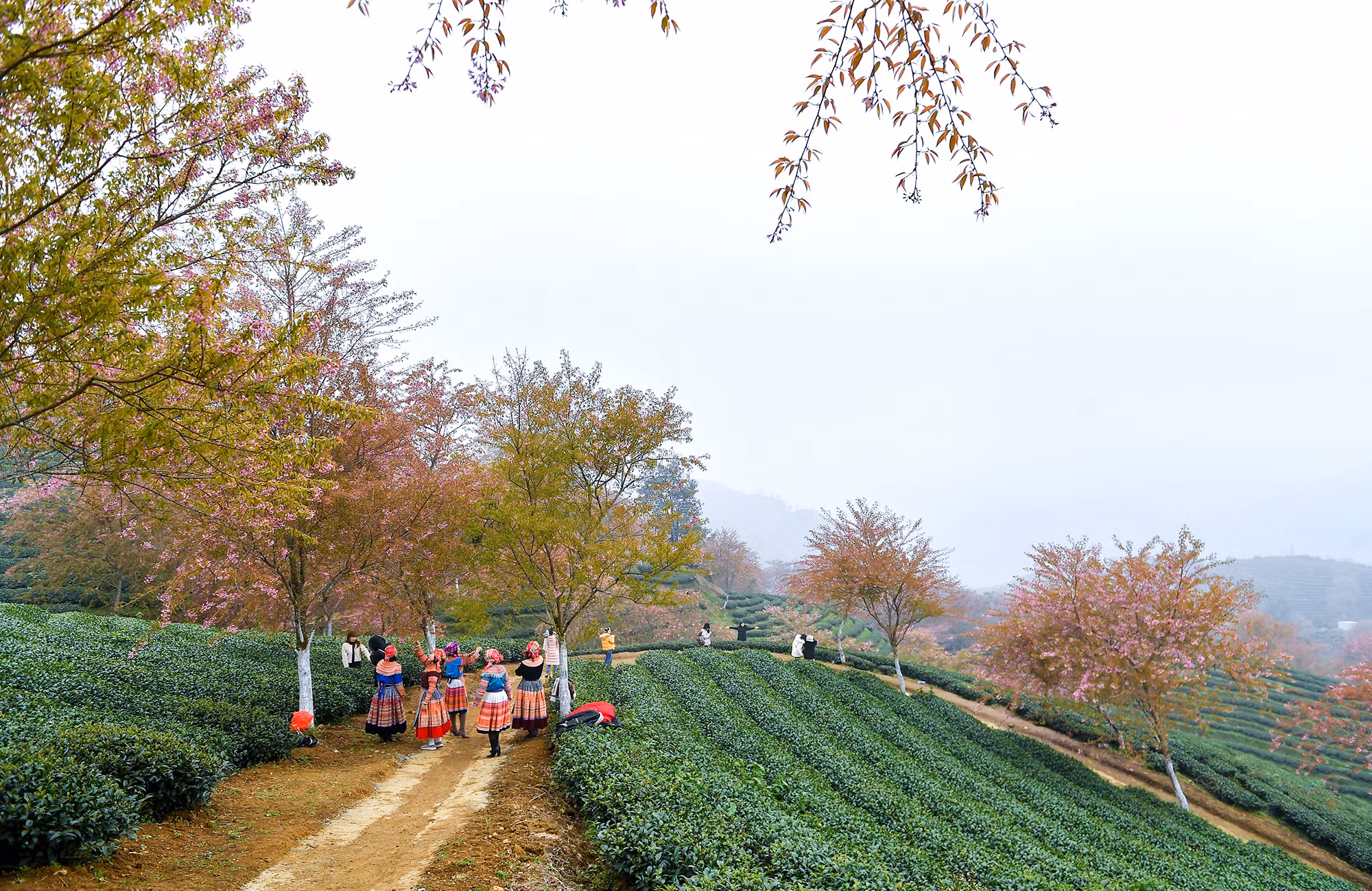 [Ảnh] Vẻ đẹp mai anh đào lẩn khuất trong mây ở đồi chè Ô Long ảnh 3