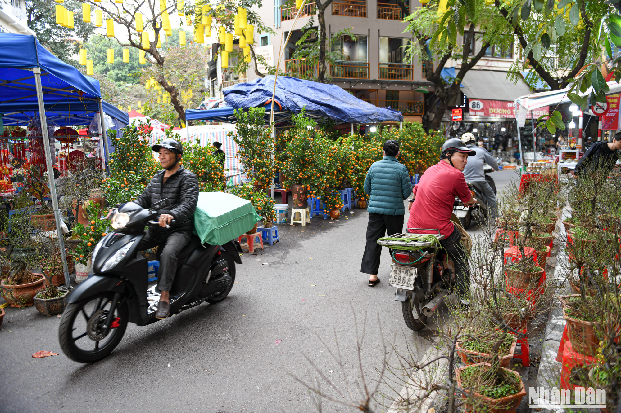 Những cây quất bonsai, cành đào rừng được bày bán dọc 2 phía ven đường của chợ hoa Hàng Lược.