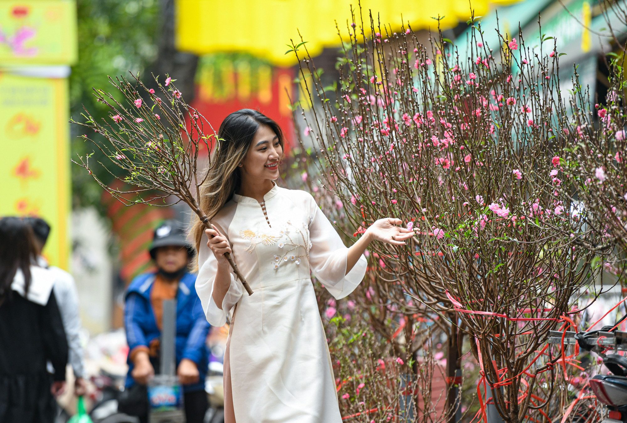 Với người dân Hà Nội, ngắm hoa trên phố Hàng Lược vào mỗi dịp Xuân về như một thú vui tao nhã.