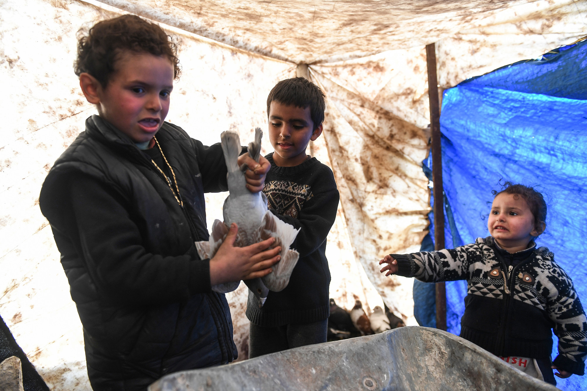 Haci (ngoài cùng bên trái) năm nay 7 tuổi mang một chú chim bồ câu-tài sản quý giá nhất của gia đình ra khoe với phóng viên. Sau đại địa chấn, thứ có giá trị còn lại với họ không còn nhiều.