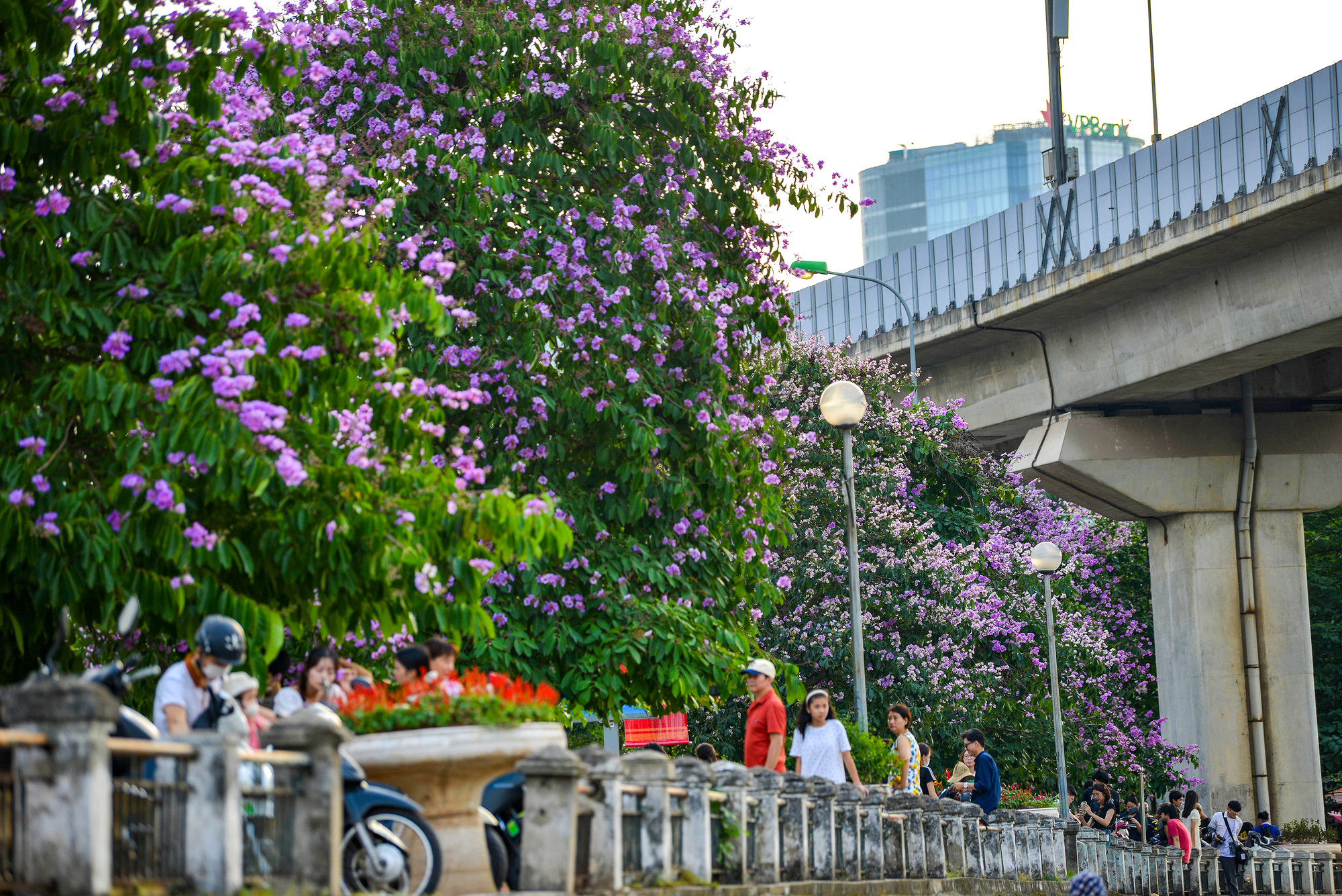 Hàng cây hoa bằng lăng bên hồ Hoàng Cầu hút khách check in những ngày này.