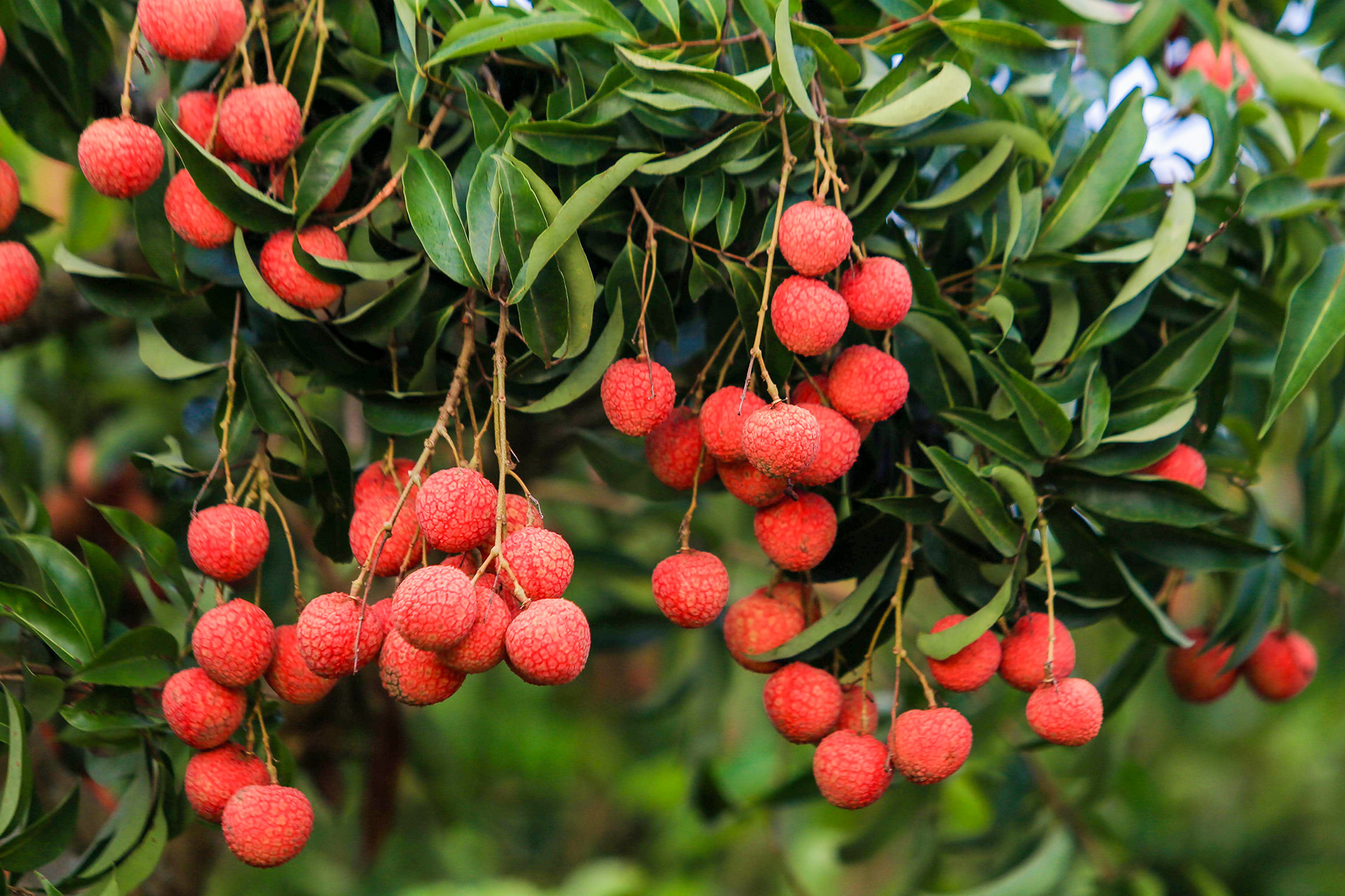 [Ảnh] Vải thiều Lục Ngạn, sản phẩm OCOP nổi tiếng của Bắc Giang ảnh 3