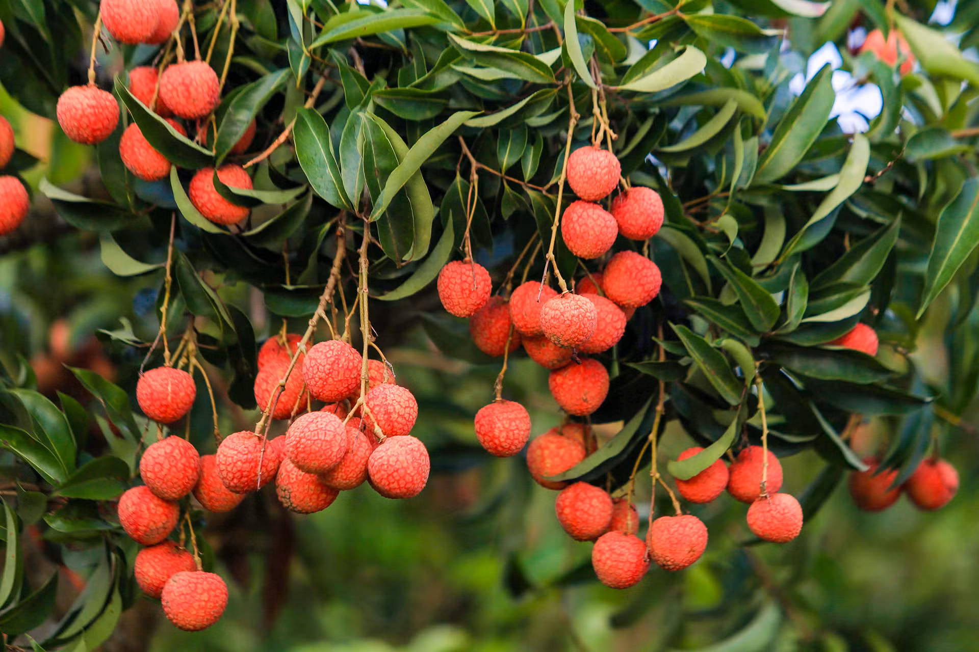 [Ảnh] Vải thiều Lục Ngạn, sản phẩm OCOP nổi tiếng của Bắc Giang ảnh 3