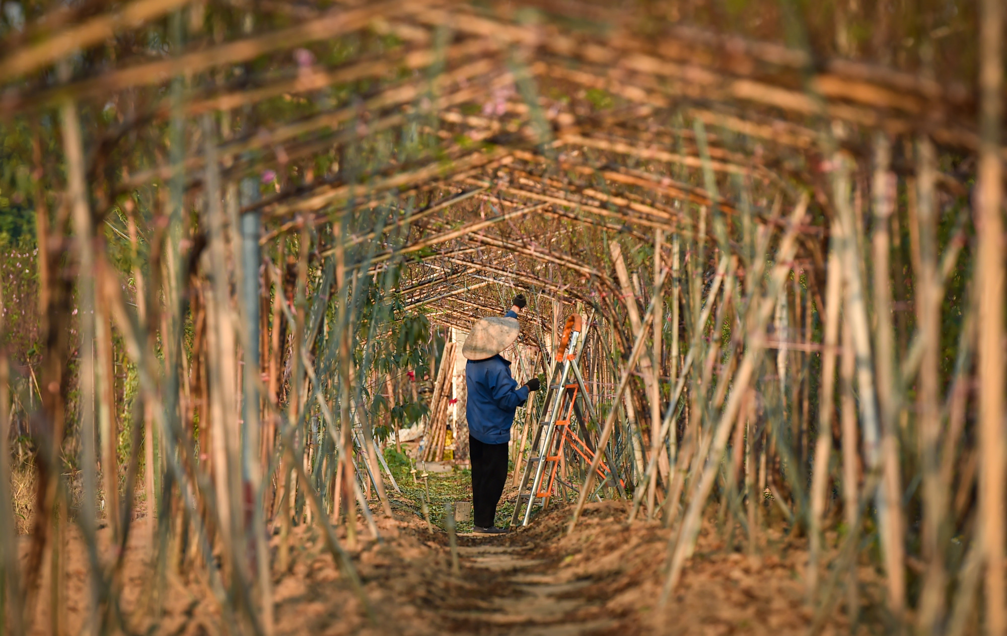 Theo nhiều thương lái cũng như nhà vườn cho biết, năm nay các dáng đào huyền, cành cong vẫn tiếp tục được người chơi ưa chuộng, phù hợp cho phòng khách rộng hoặc nhà chung cư.