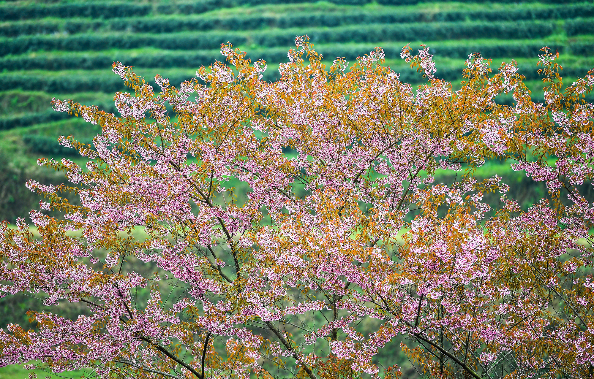 [Ảnh] Vẻ đẹp mai anh đào lẩn khuất trong mây ở đồi chè Ô Long ảnh 10