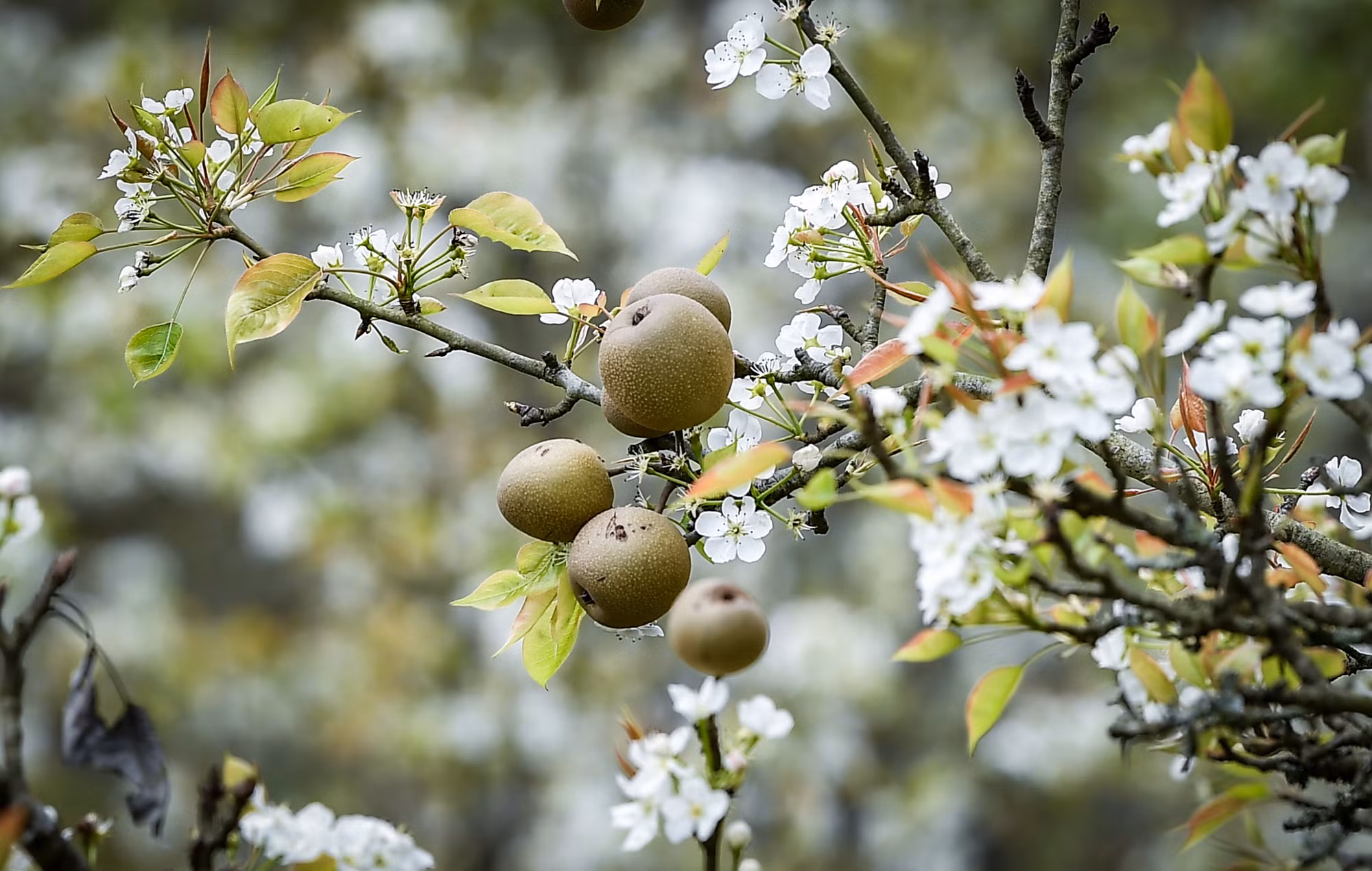 [Ảnh] Lạc bước giữa vườn hoa lê đẹp như cổ tích ở Na Hang, Tuyên Quang ảnh 12