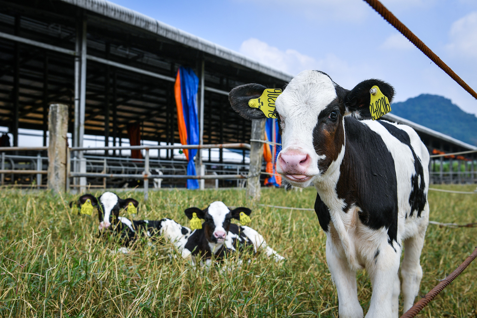 Công ty cổ phần Giống bò sữa Mộc Châu (Mộc Châu Milk) hiện sở hữu đàn bò sữa gần 27.000 con có nguồn gốc từ Mỹ, Canada, Israel, Cuba, Australia… thuần chủng 100%, sử dụng tinh ngoại phân định để nhân giống, giúp nâng tỷ lệ bê cái lên đến 87%.