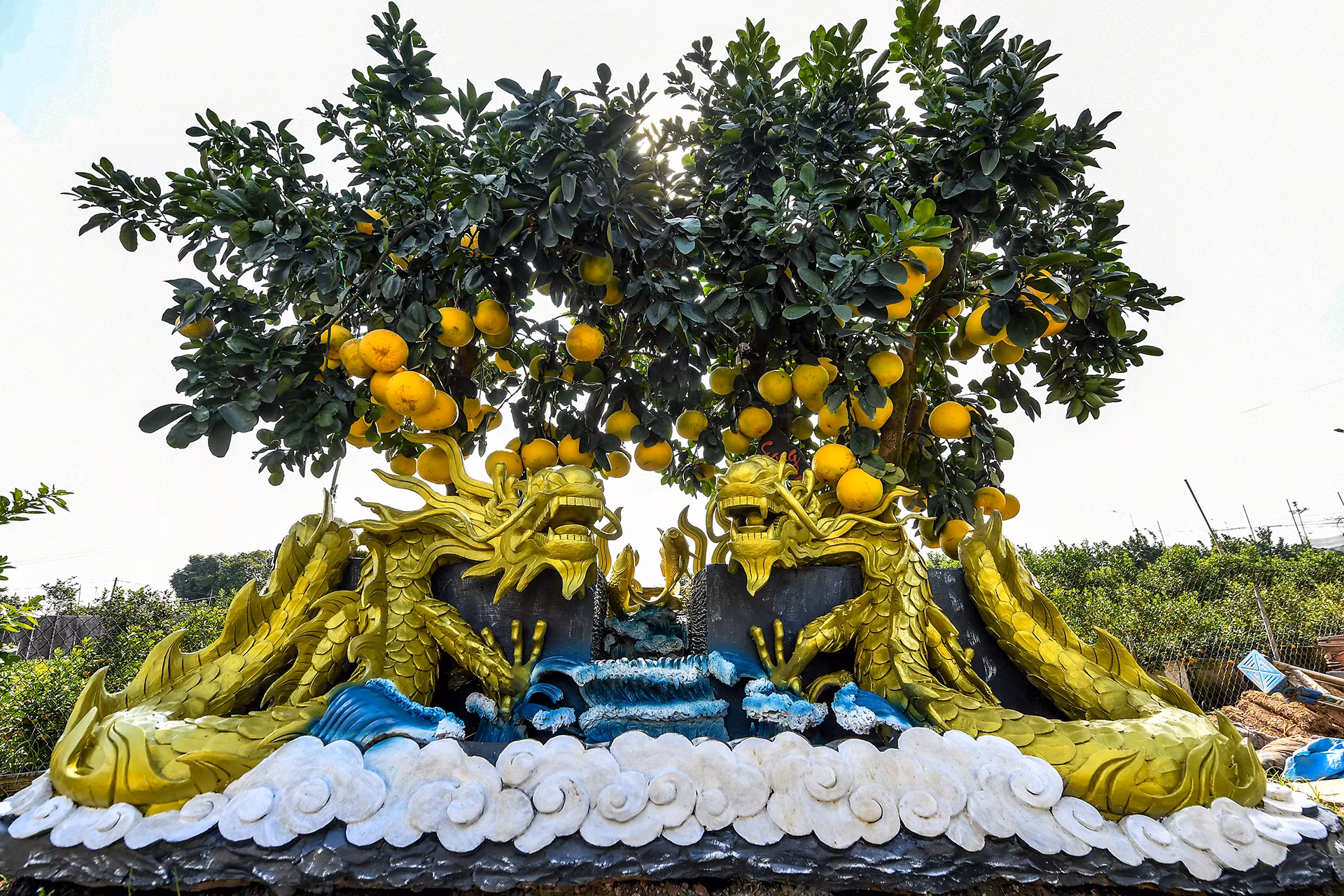 [Ảnh] "Độc lạ" chậu cây rồng vàng quấn bưởi chơi Tết Nguyên đán Giáp Thìn