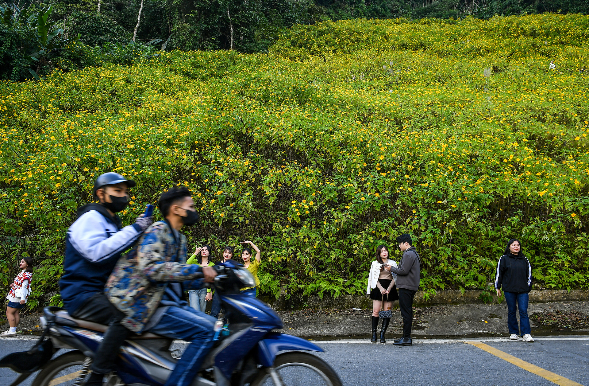 [Ảnh] Giới trẻ thích thú với rừng hoa dã quỳ ở Ba Vì ảnh 4