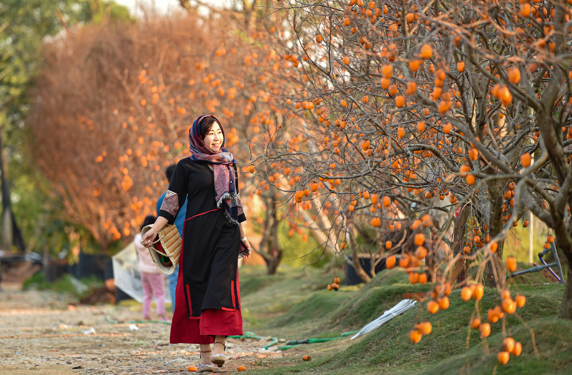 Người dân Hà Nội như được hoà mình cùng những cây hồng vàng rực của cao nguyên Mộc Châu ngay giữa lòng Hà Nội.