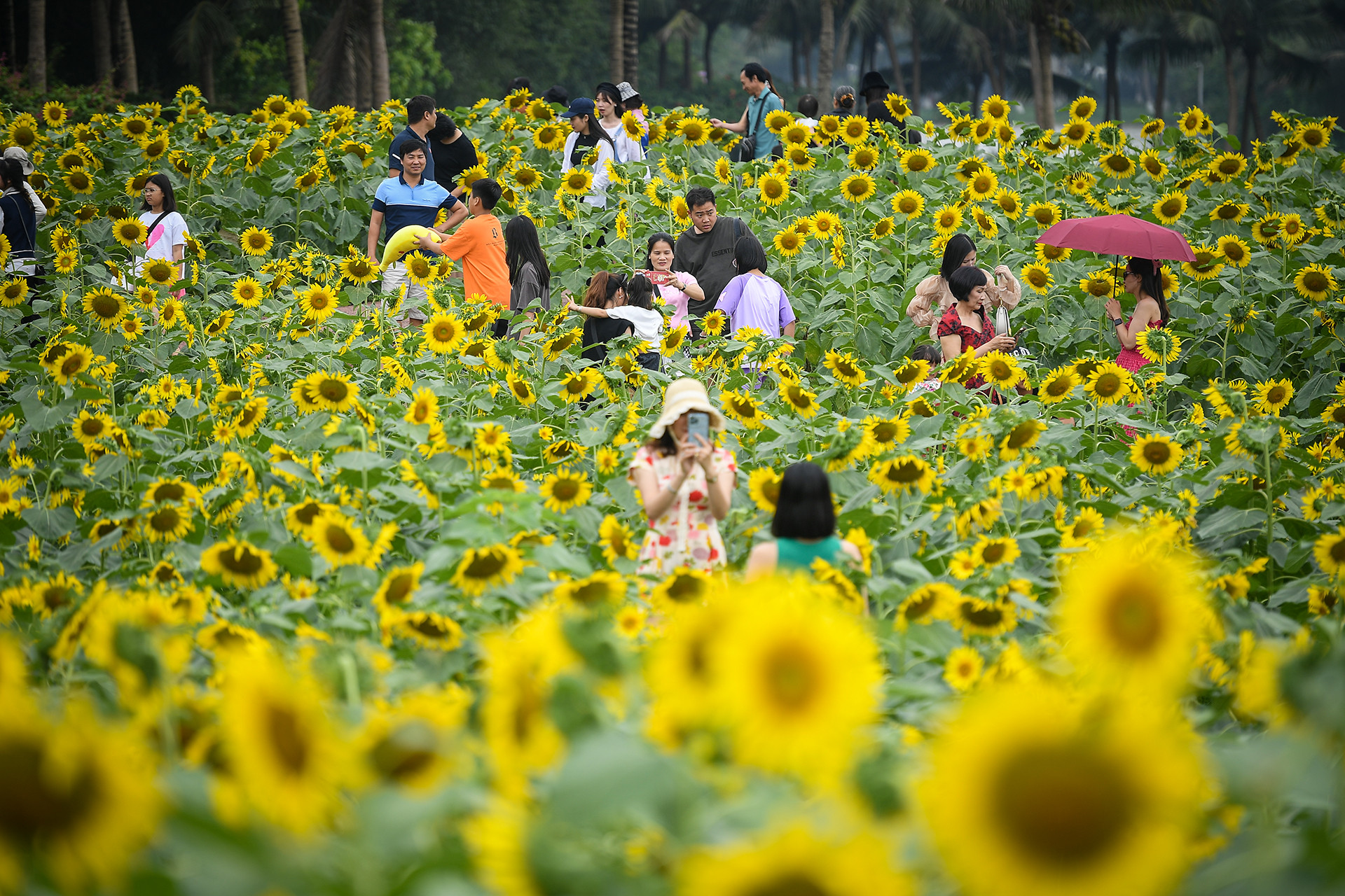 [Ảnh] Mê mẩn ngắm cánh đồng hoa hướng dương rực rỡ khoe sắc tại Ecopark ảnh 8