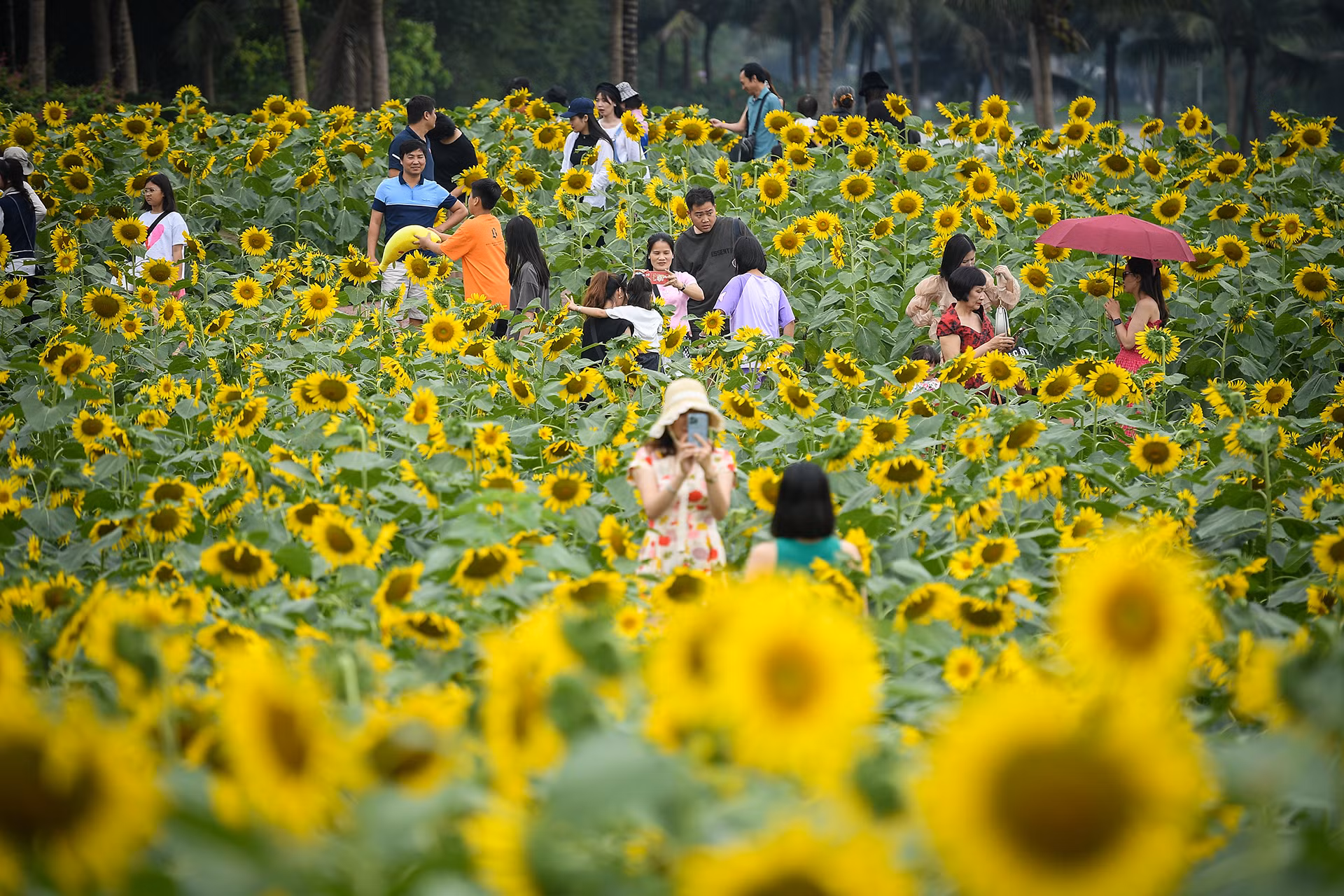 [Ảnh] Mê mẩn ngắm cánh đồng hoa hướng dương rực rỡ khoe sắc tại Ecopark ảnh 8