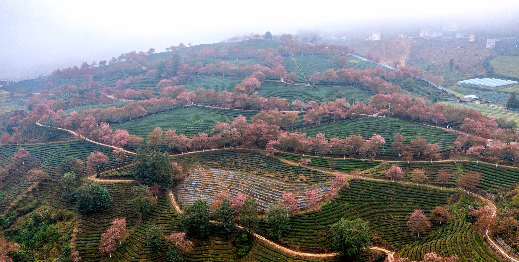 [Ảnh] Vẻ đẹp mai anh đào lẩn khuất trong mây ở đồi chè Ô Long ảnh 7