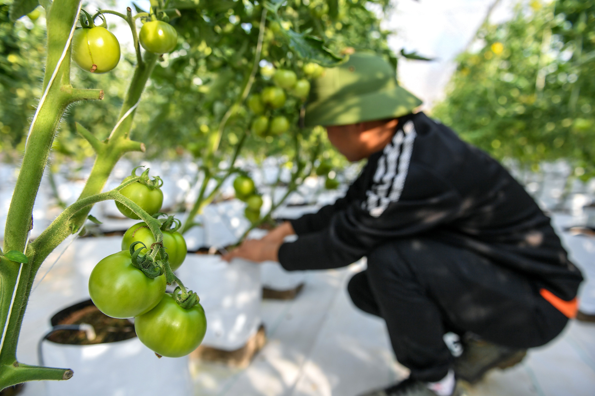 Chùm cà chua sạch đã bắt đầu ra trái, báo hiệu cho những cuộc "đổi đời" trên rẻo cao Si Pa Phìn.
