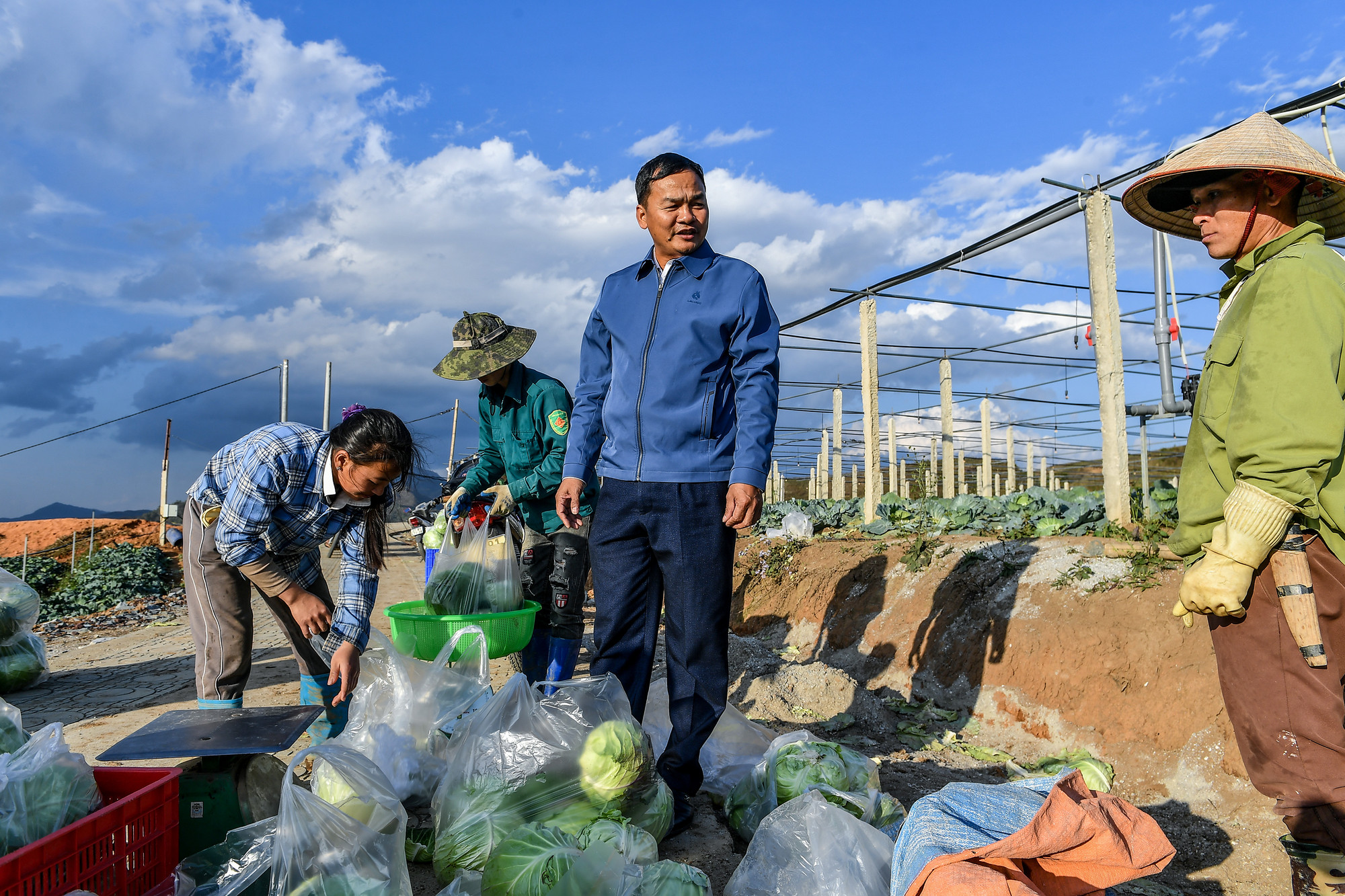 Trưởng Phòng Giáo dục và đào tạo huyện Nậm Pồ phấn khởi bên những cây bắp cải sạch vừa được thu hoạch.