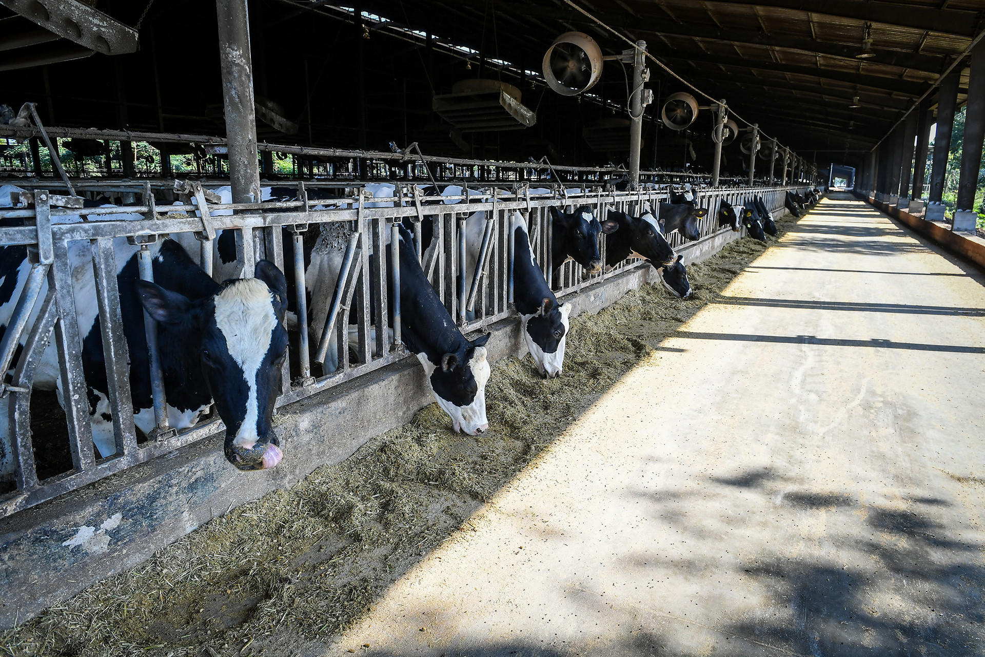 Chế độ dinh dưỡng của bò được kiểm soát một cách khoa học.