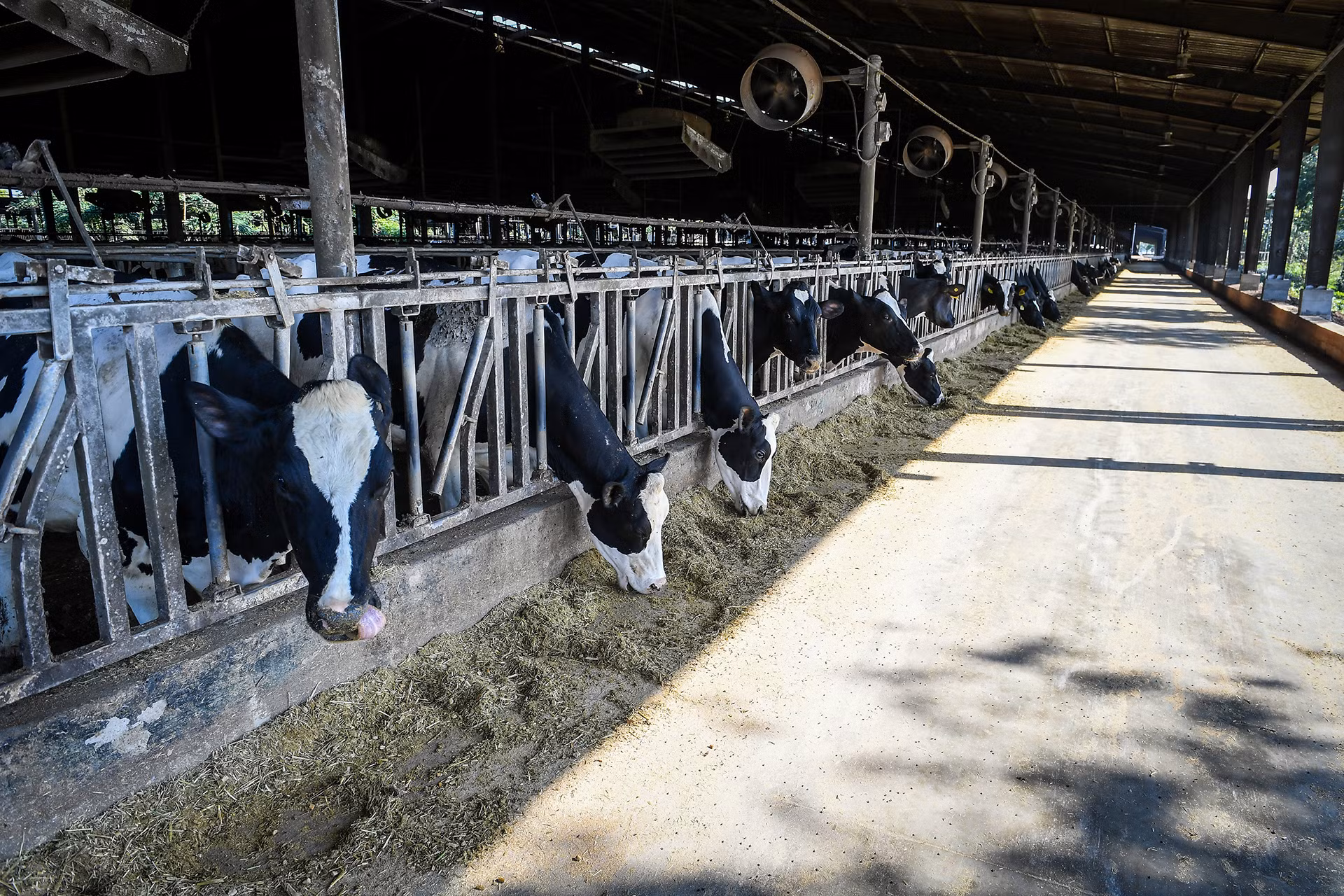 Chế độ dinh dưỡng của bò được kiểm soát một cách khoa học.