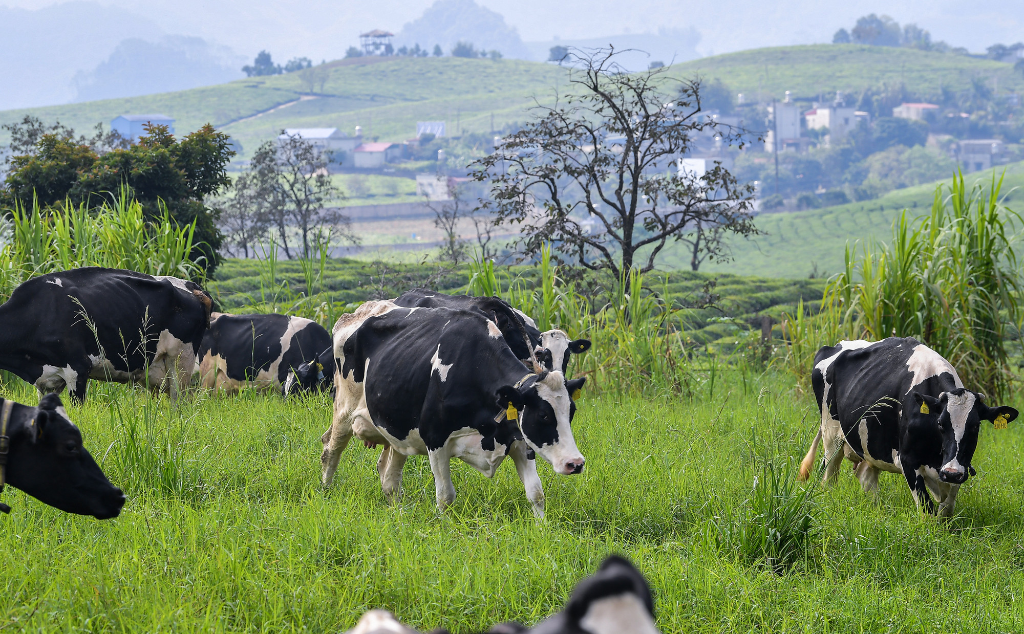 Thiên nhiên ưu ái khí hậu tuyệt vời giúp Mộc Châu được mệnh danh là thiên đường bò sữa