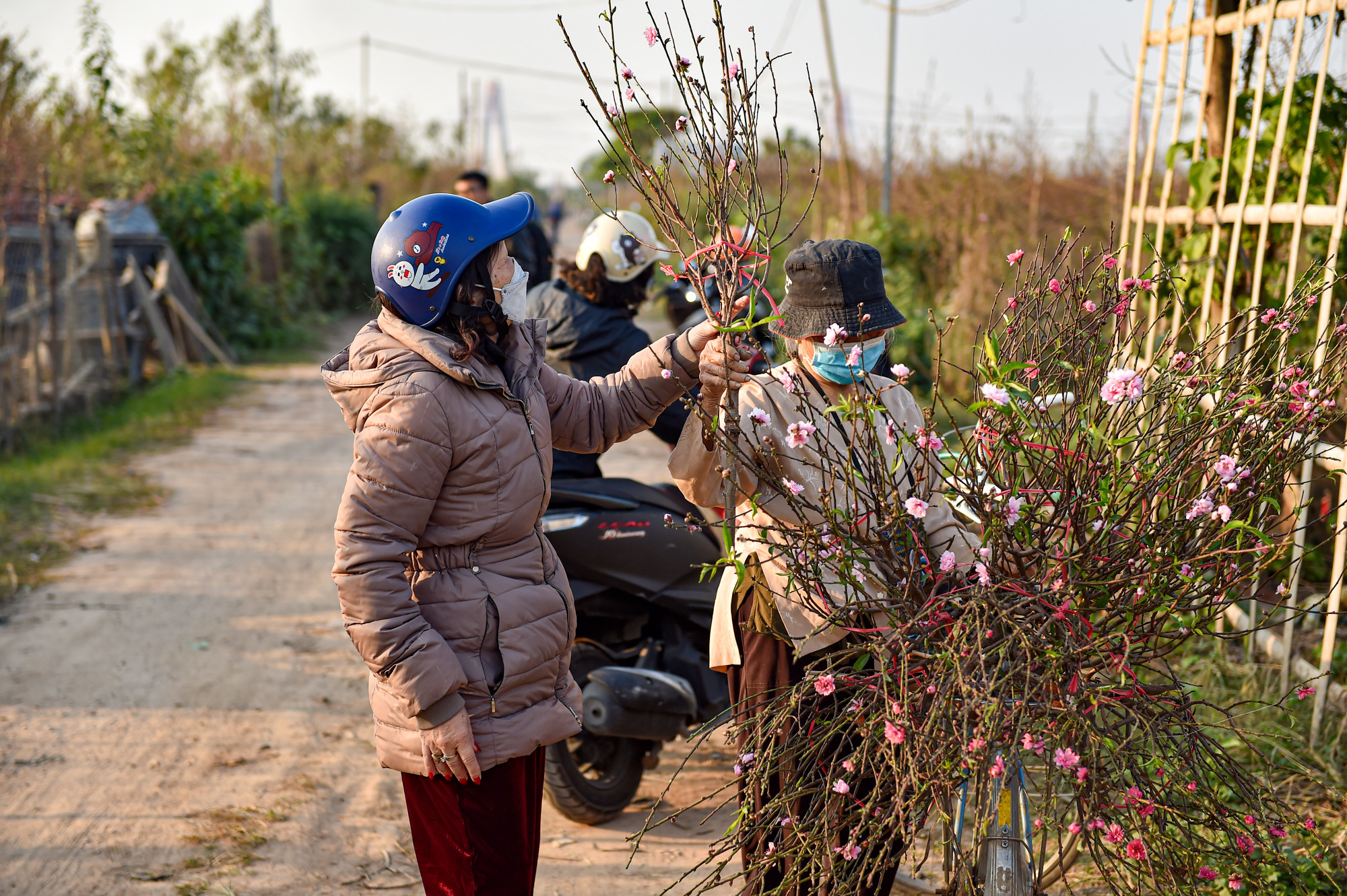 Một số người dân vào tận vườn đào để chọn những cành đào ưng ý.