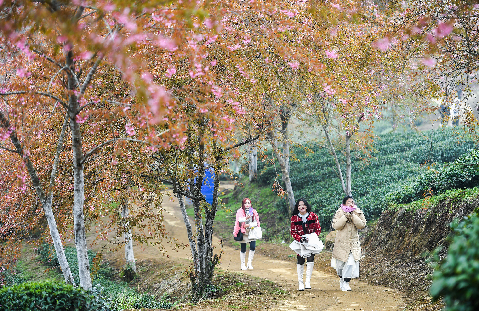 [Ảnh] Vẻ đẹp mai anh đào lẩn khuất trong mây ở đồi chè Ô Long ảnh 5