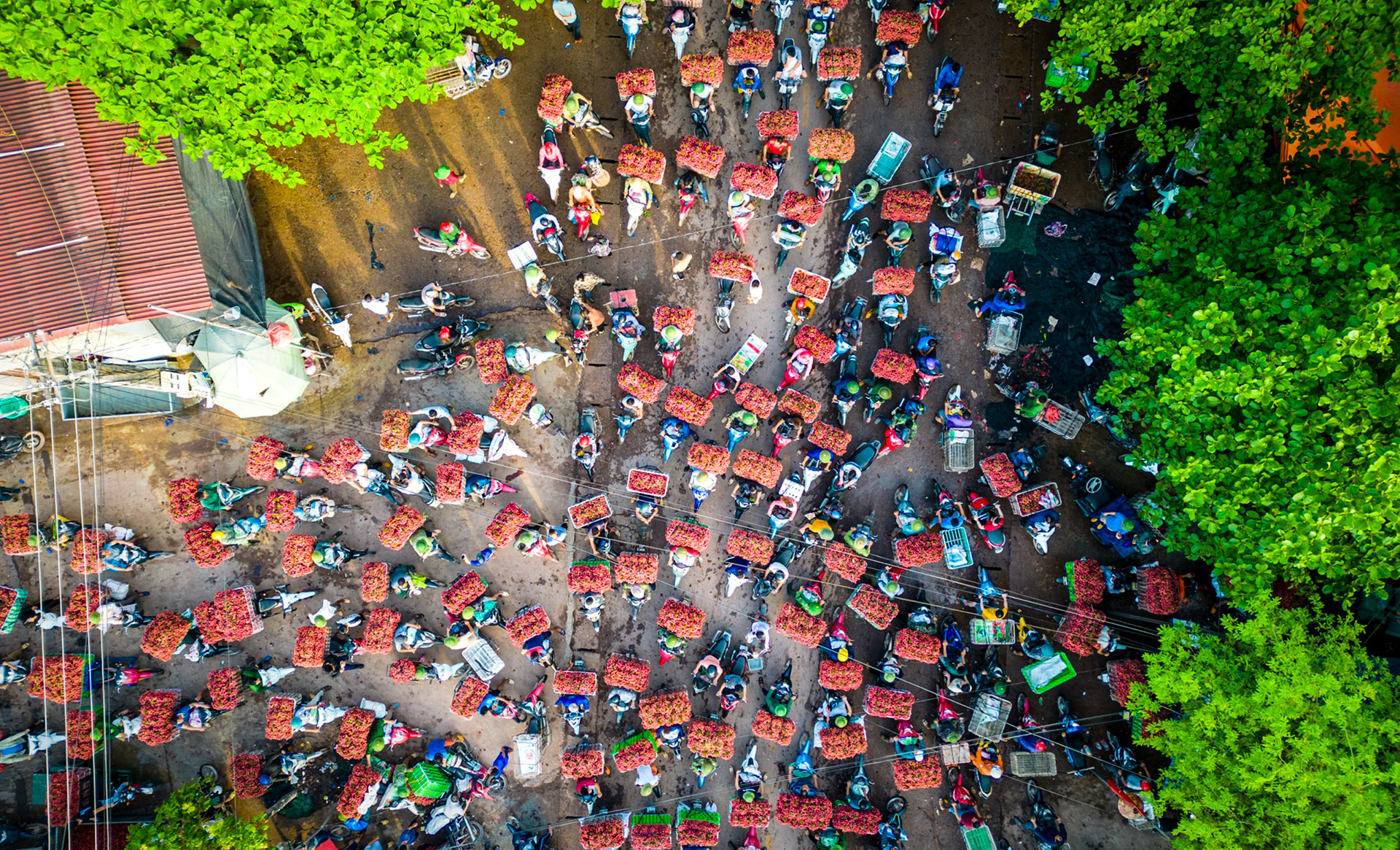 [Ảnh] Vải thiều Lục Ngạn, sản phẩm OCOP nổi tiếng của Bắc Giang ảnh 7