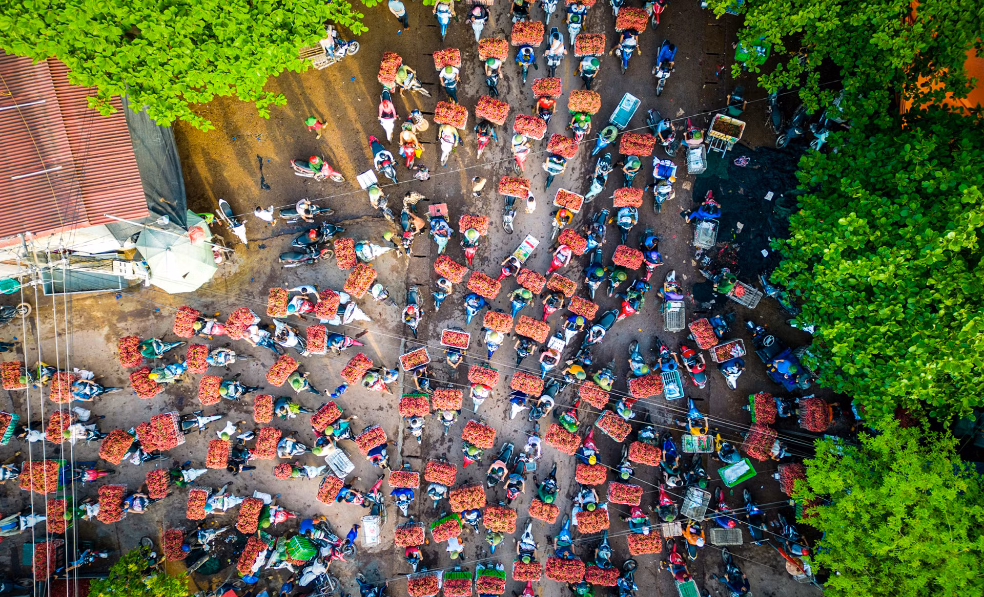 [Ảnh] Vải thiều Lục Ngạn, sản phẩm OCOP nổi tiếng của Bắc Giang ảnh 7