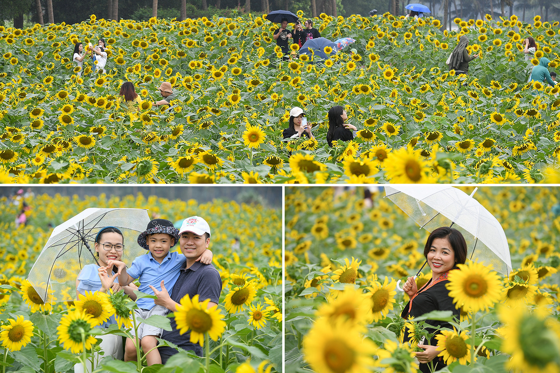 [Ảnh] Mê mẩn ngắm cánh đồng hoa hướng dương rực rỡ khoe sắc tại Ecopark ảnh 2