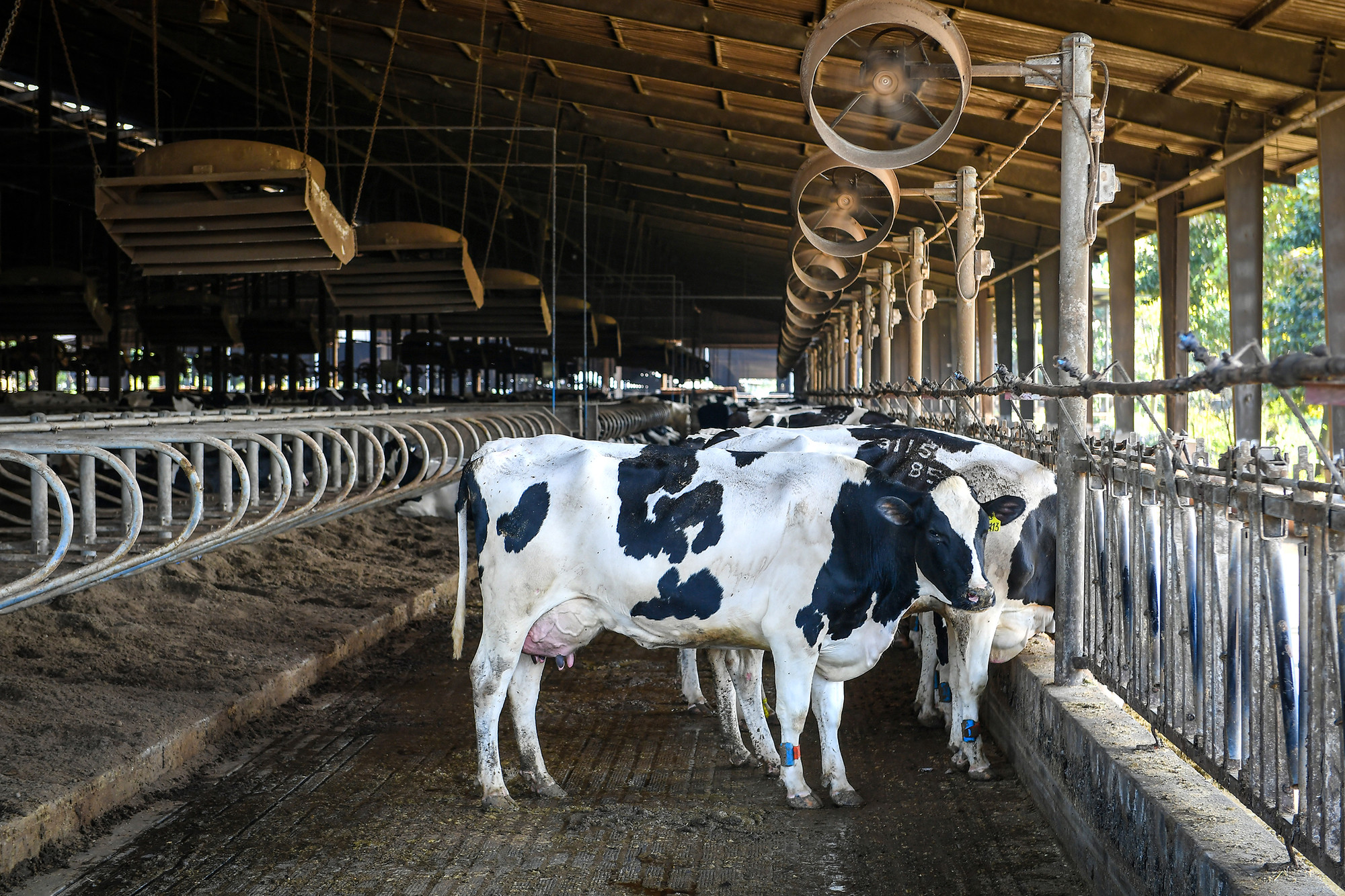 Những "cô bò" tốt nhất được nhập khẩu về miền tây Nghệ An.