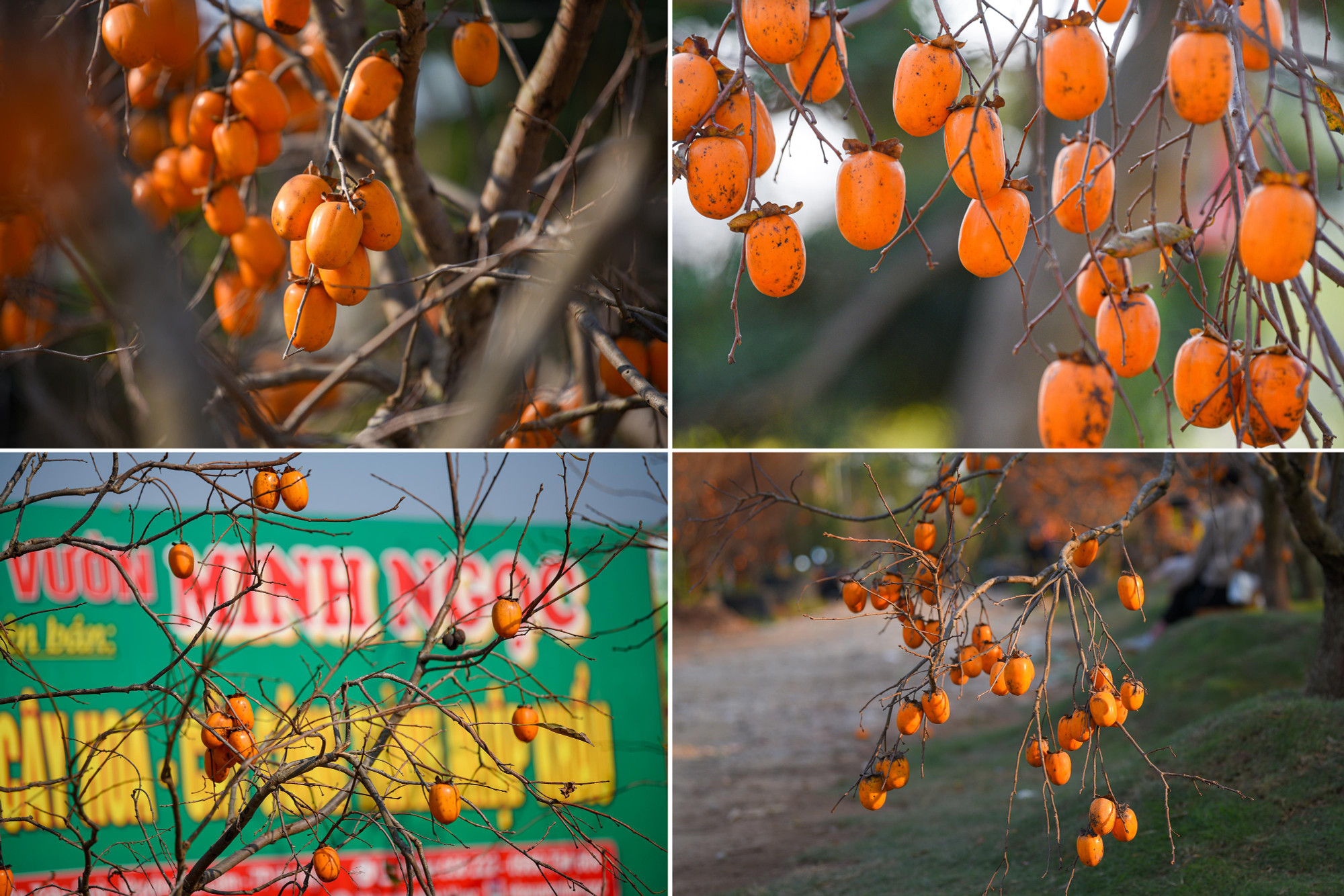 Nắm bắt được nhu cầu chơi những cây độc lạ dịp Tết Nguyên đán, nhà vườn tại Gia Lâm đã nhập nguyên cây hồng từ nhiều tỉnh về Hà Nội. Mỗi cây tại vườn có giá dao động từ 4-20 triệu đồng. Cây cổ thụ lâu năm giá có thể lên tới 50-60 triệu đồng. Từ đầu vụ đến giờ, nhà vườn này đã nhập khoảng 250 cây hồng.