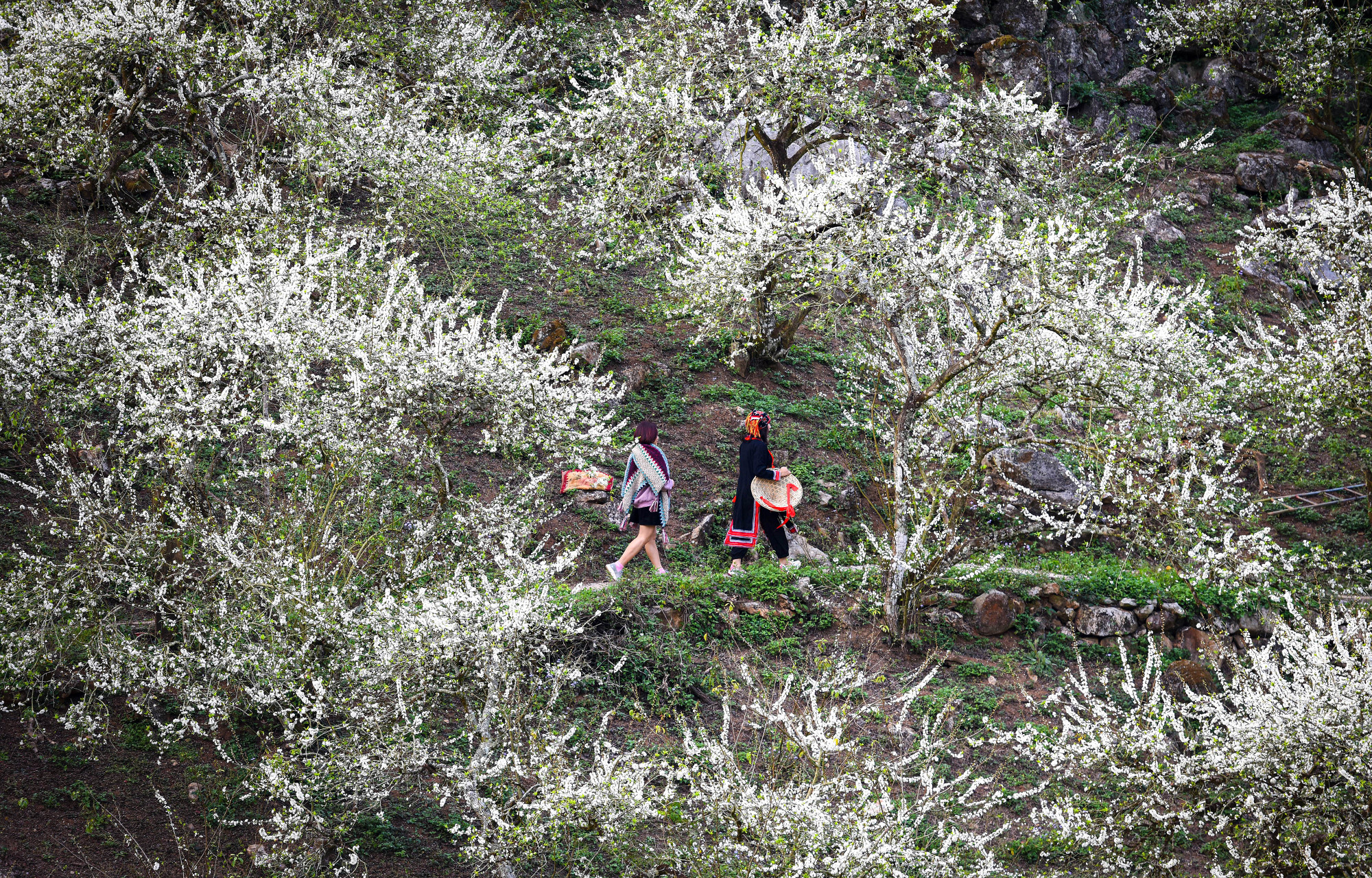 Cảnh sắc tuyệt đẹp ở thung lũng mận Mu Náu vẫn luôn khiến những tâm hồn đam mê du lịch phải thổn thức. Mỗi mùa hoa đến, cảnh sắc nơi đây như lột xác trở thành một vườn địa đàng ngập tràn hương sắc của hoa mận.