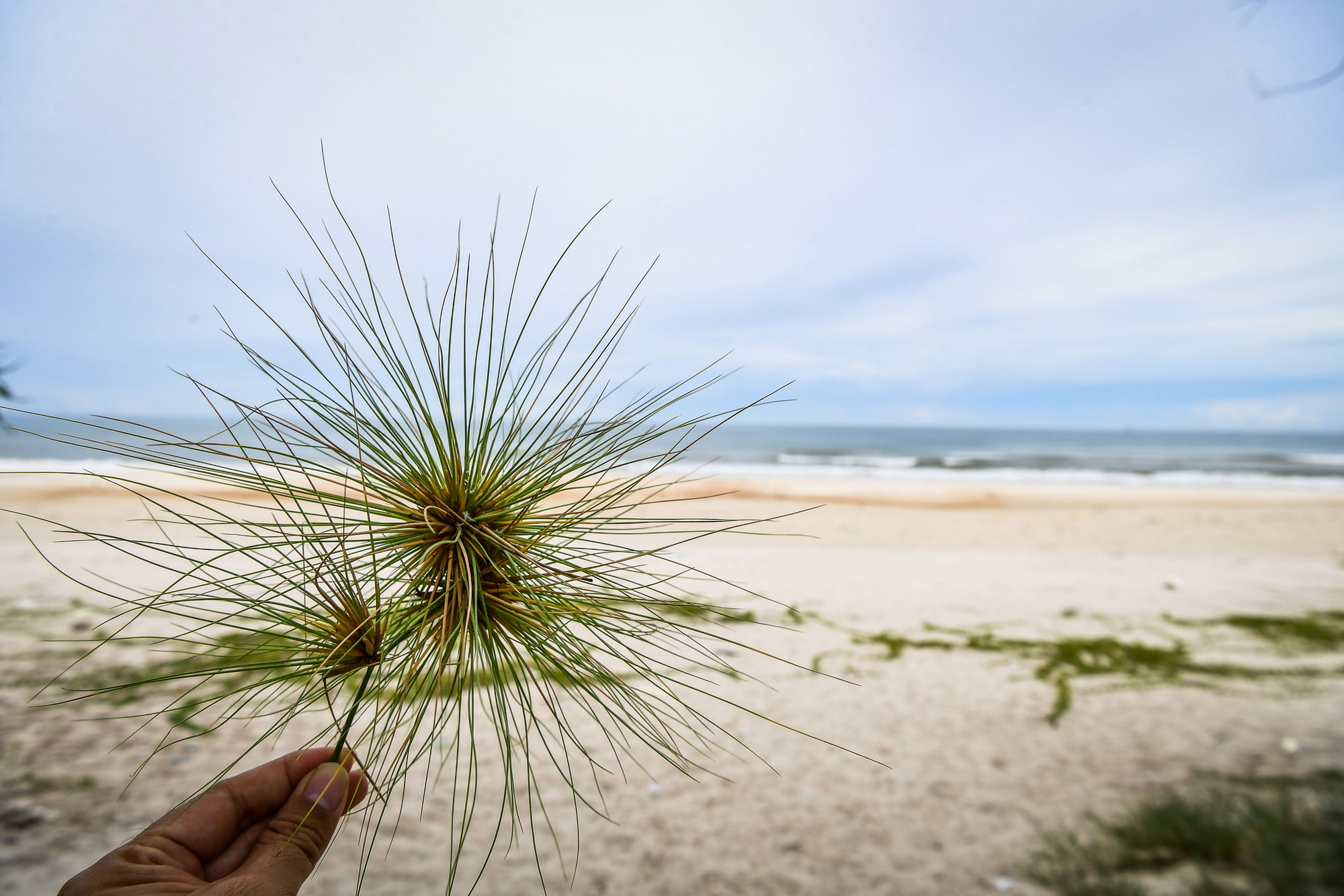 Cỏ lông chông trên miền cát trắng...