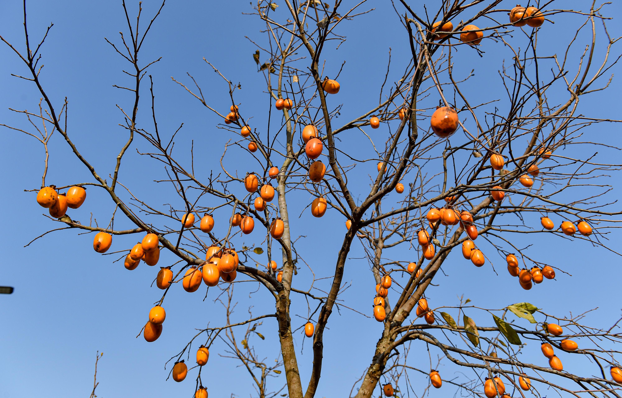 Hình ảnh "độc lạ" những quả hồng Mộc Châu vàng rực giữa trời đông Hà Nội.