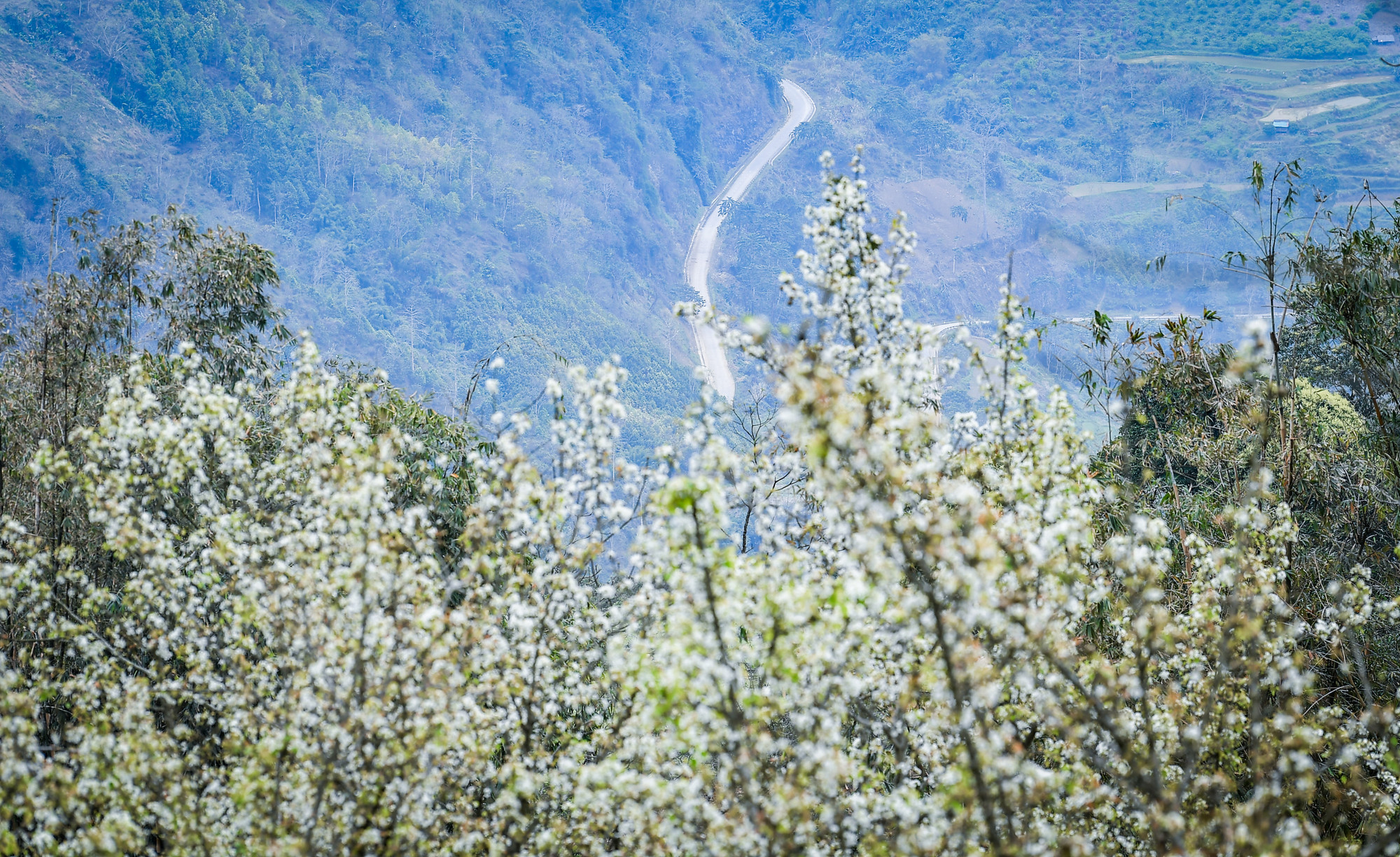 [Ảnh] Lạc bước giữa vườn hoa lê đẹp như cổ tích ở Na Hang, Tuyên Quang ảnh 10