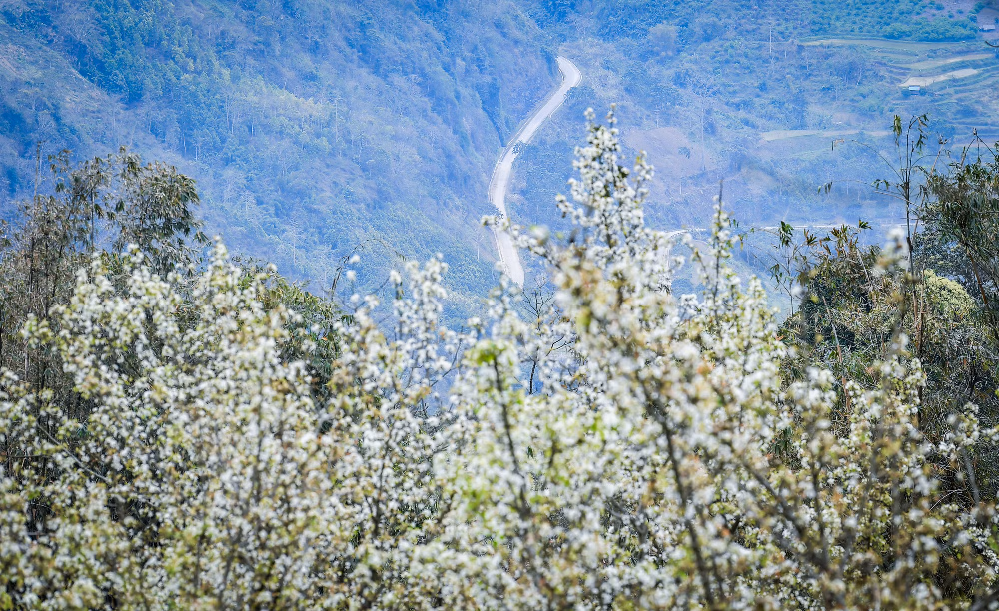[Ảnh] Lạc bước giữa vườn hoa lê đẹp như cổ tích ở Na Hang, Tuyên Quang ảnh 10