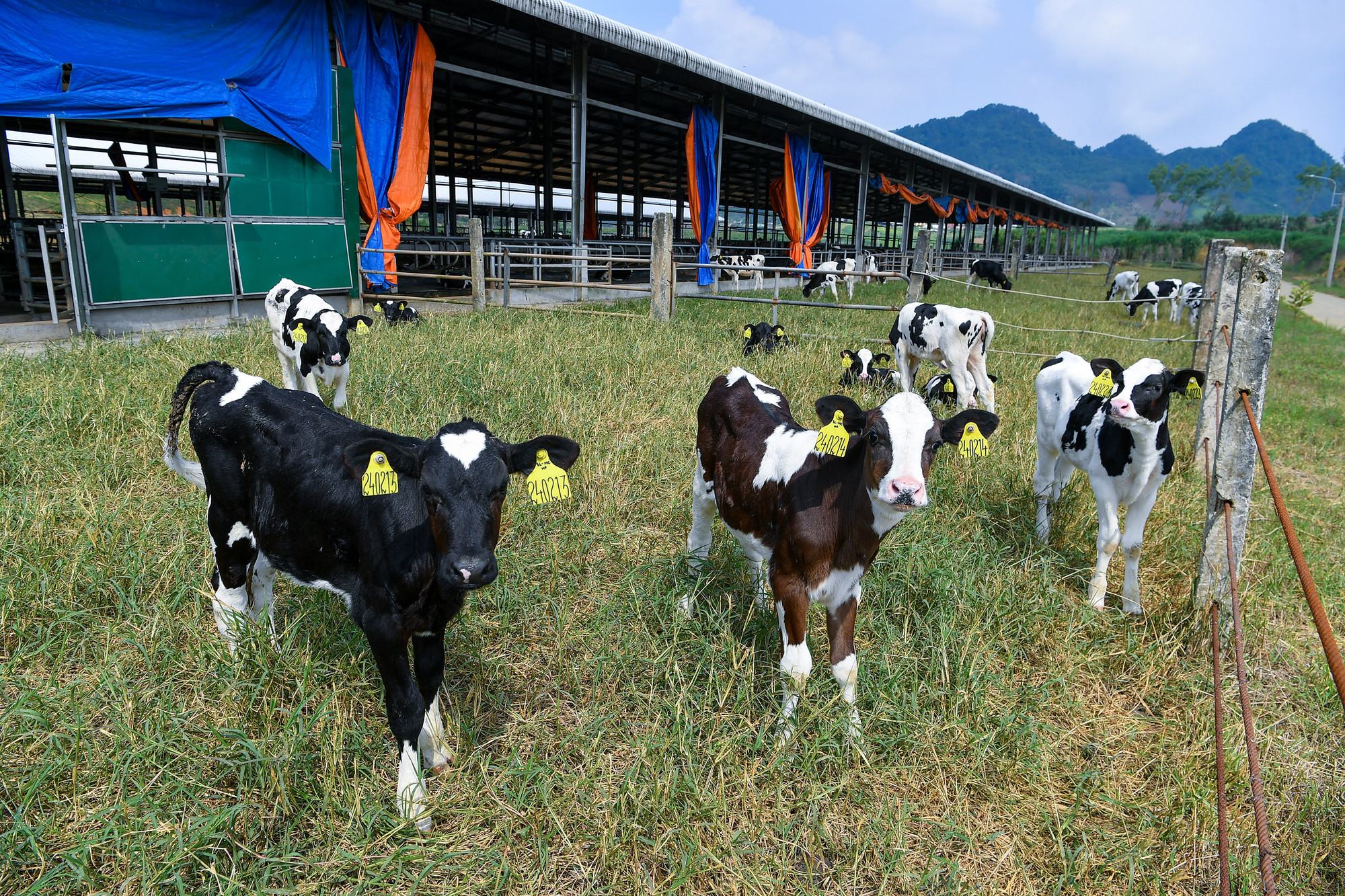 Trại bê giống của Mộc Châu Milk đã phát triển vượt trội cho đến ngày hôm nay.