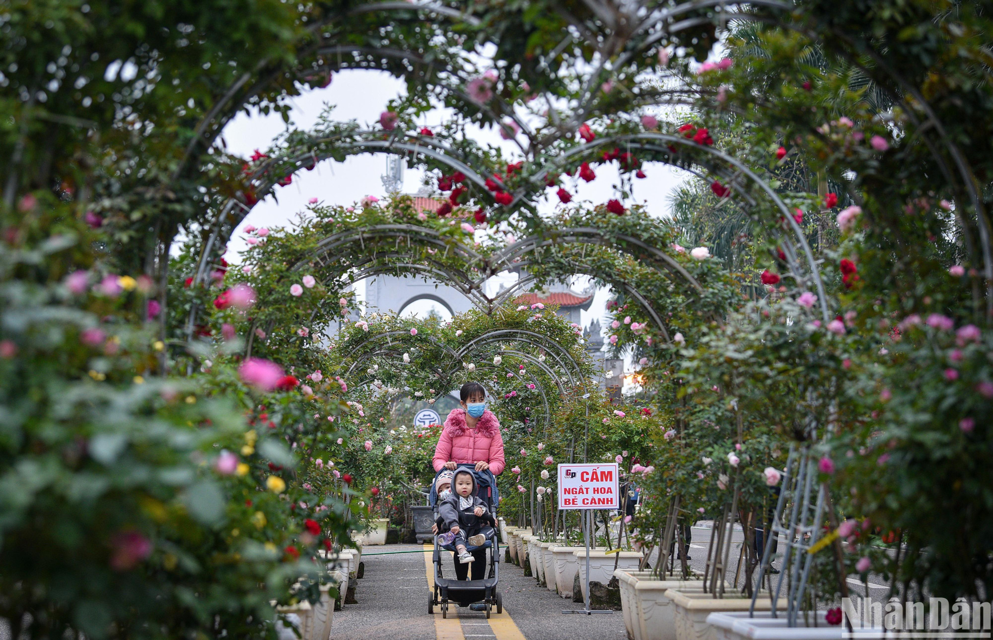 Điểm nhấn của Lễ hội hoa là con đường trái tim dài 20m được trang trí 100% từ hoa hồng.