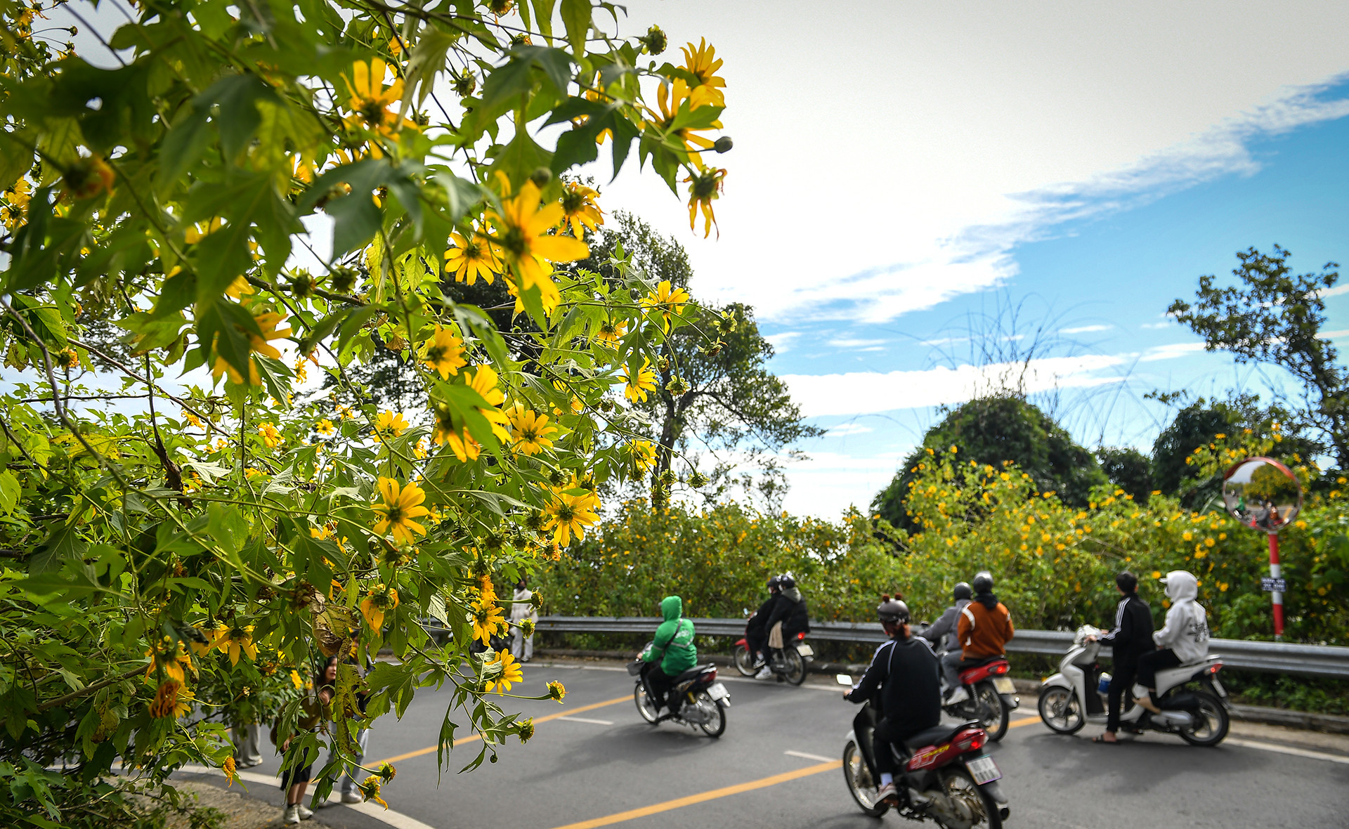 [Ảnh] Giới trẻ thích thú với rừng hoa dã quỳ ở Ba Vì ảnh 2