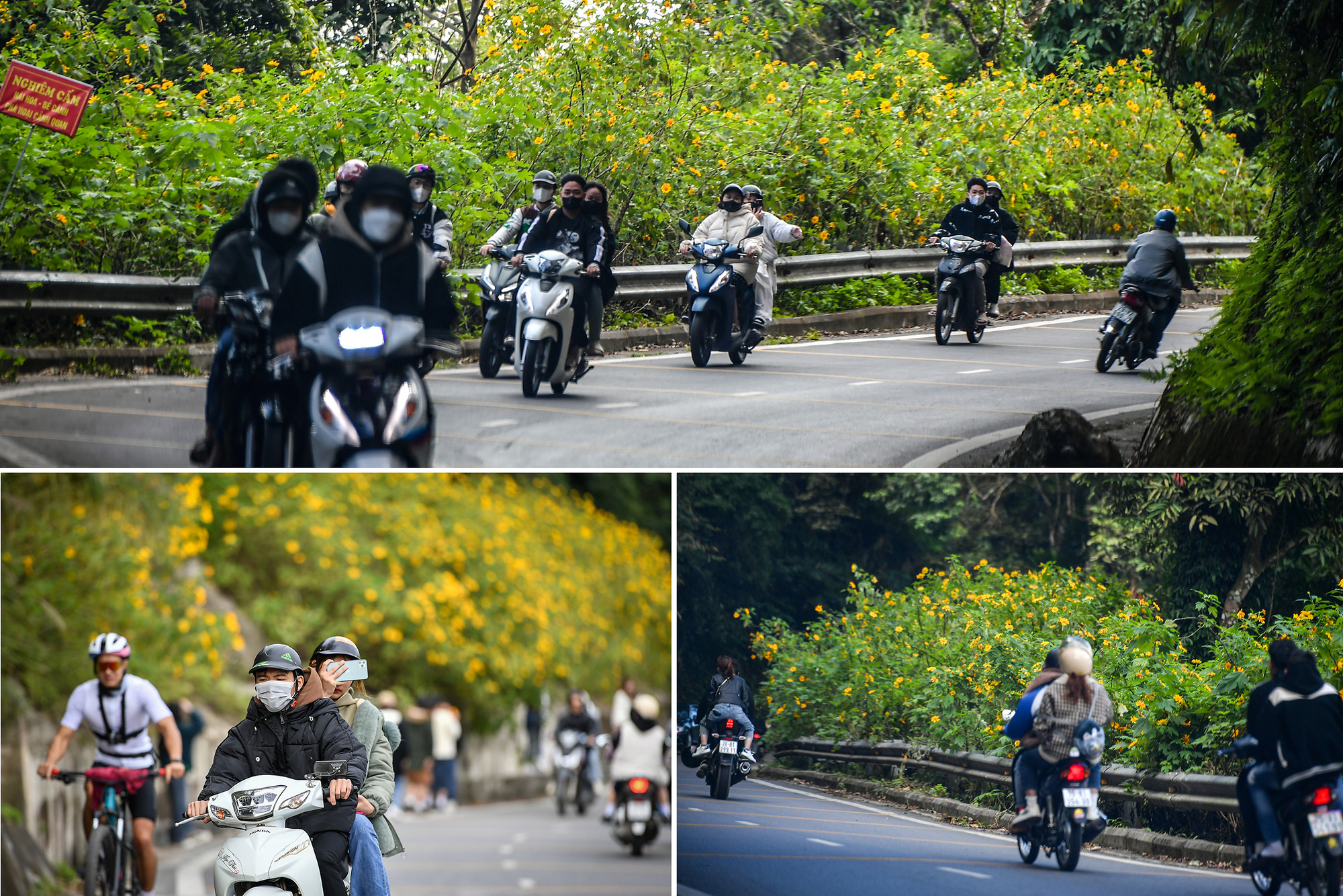 [Ảnh] Giới trẻ thích thú với rừng hoa dã quỳ ở Ba Vì ảnh 3