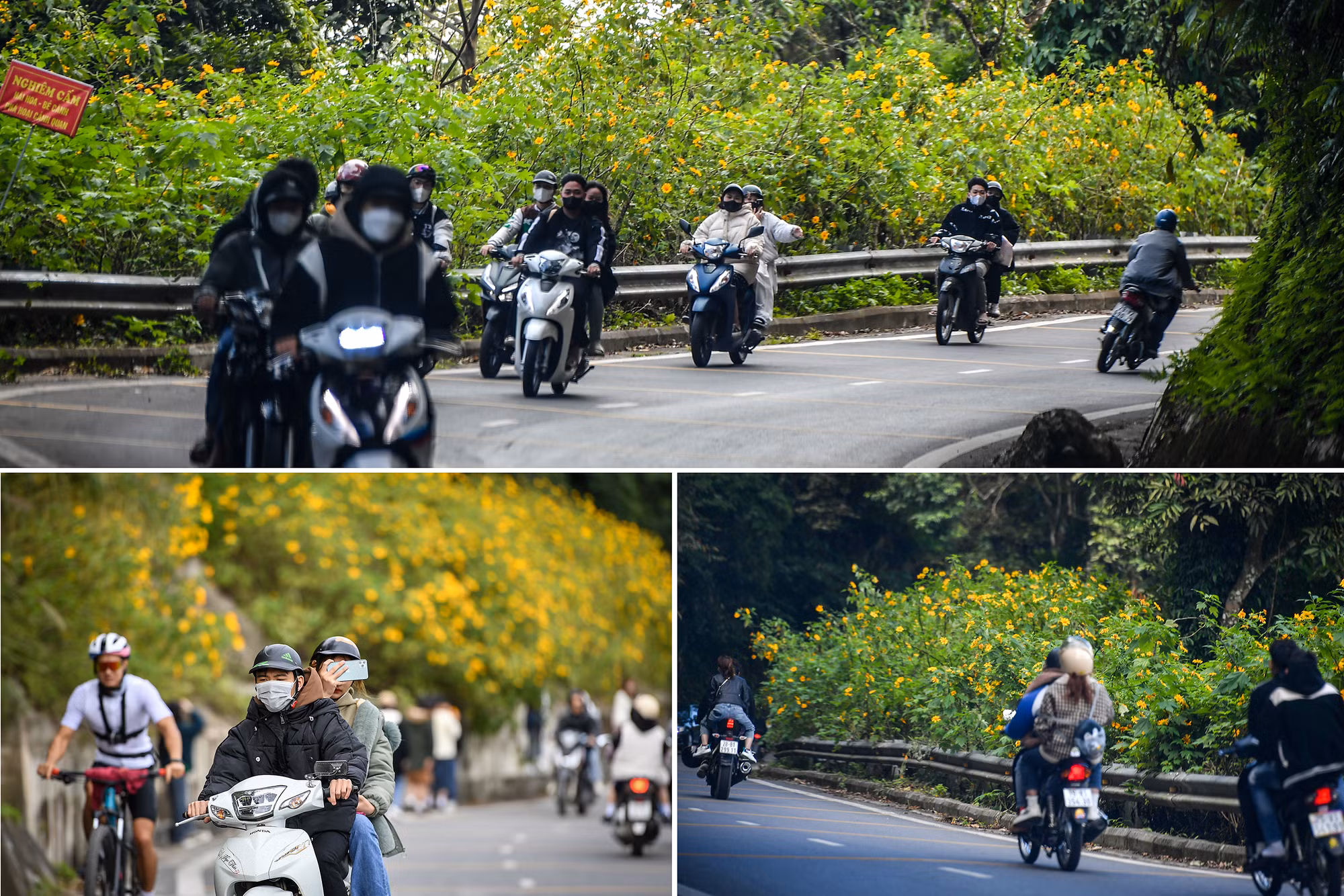 [Ảnh] Giới trẻ thích thú với rừng hoa dã quỳ ở Ba Vì ảnh 3