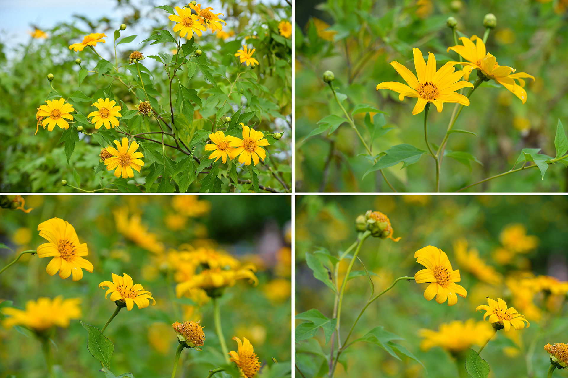 [Ảnh] Giới trẻ thích thú với rừng hoa dã quỳ ở Ba Vì ảnh 8